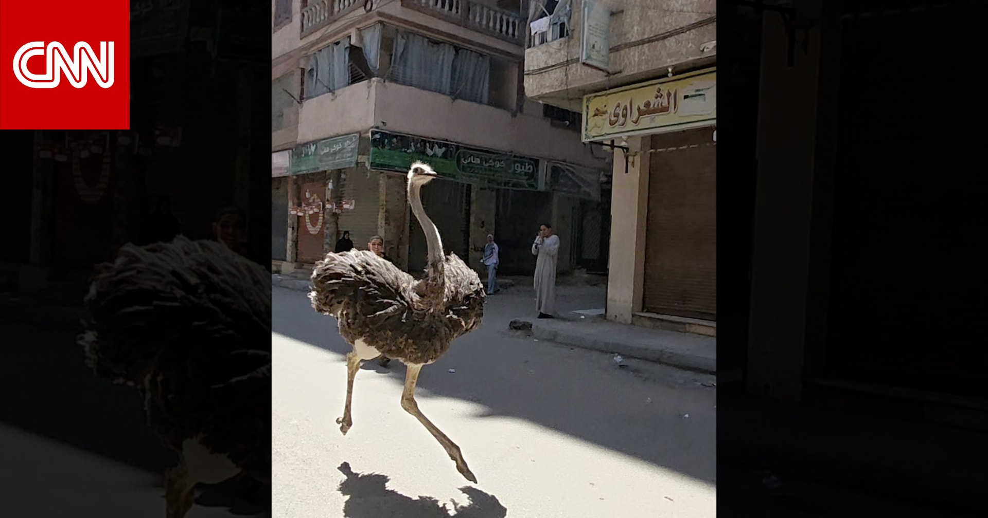 فيديو طريف لنعامة تركض هربًا من صاحبها بأحد شوارع مصر يحصد ت