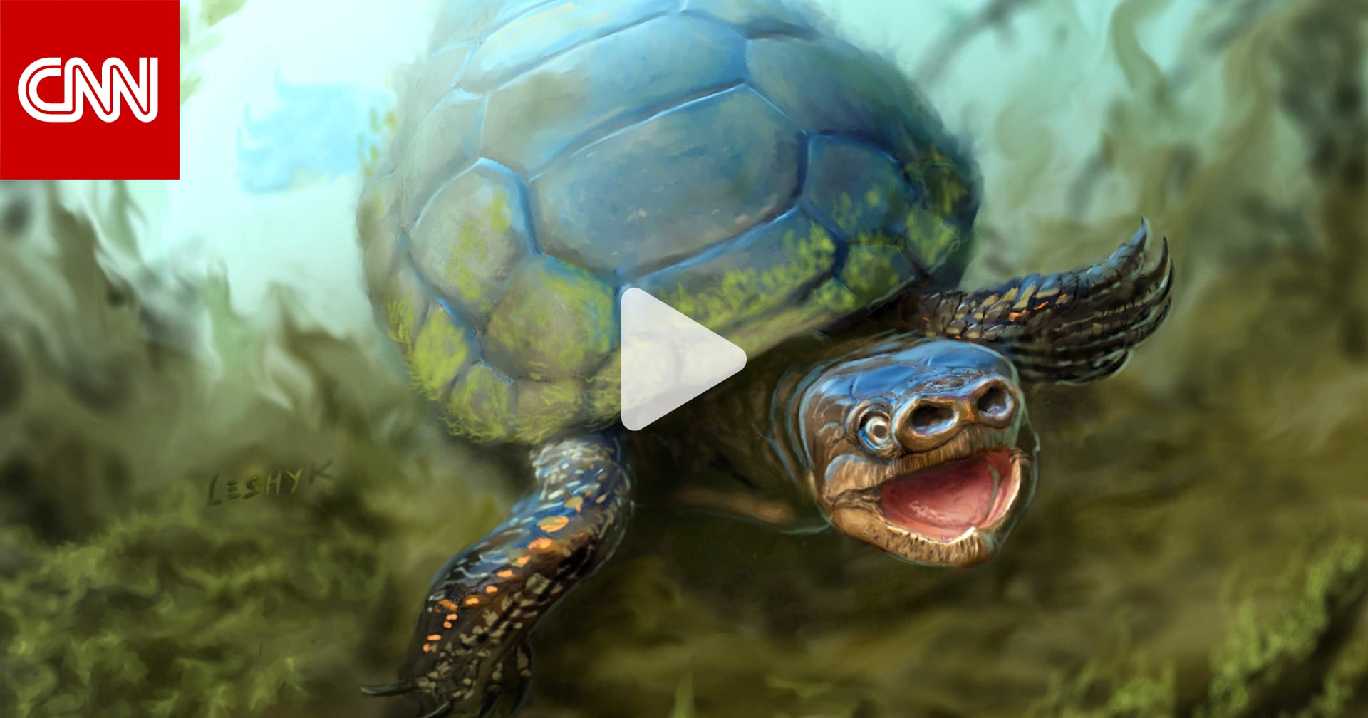 Черепаха эстетика. Черепаха это амфибия. Черепаха севера. Земноводные черепахи. Земноводная черепаха.