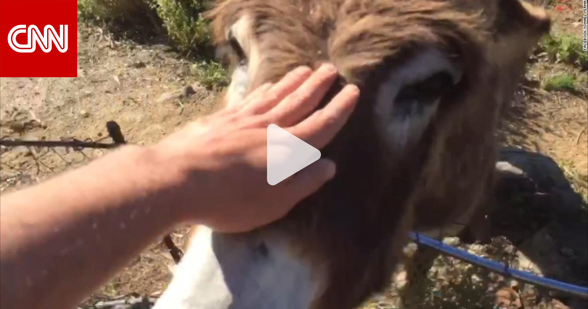 سكسي بشر مع الحيوانات