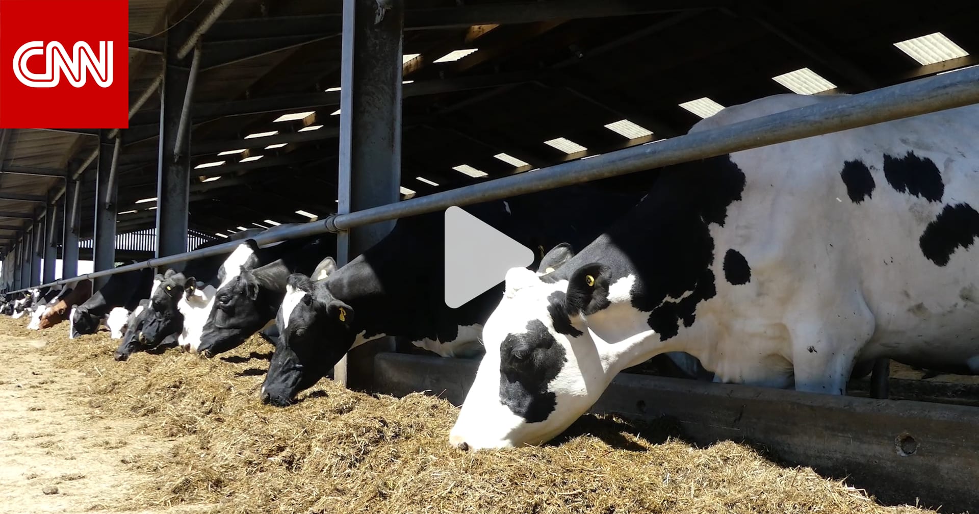 كأنها ساعة "فيتبيت" ذكية للأبقار.. هكذا يسهل هذا الجهاز حياة مزارعي الألبان