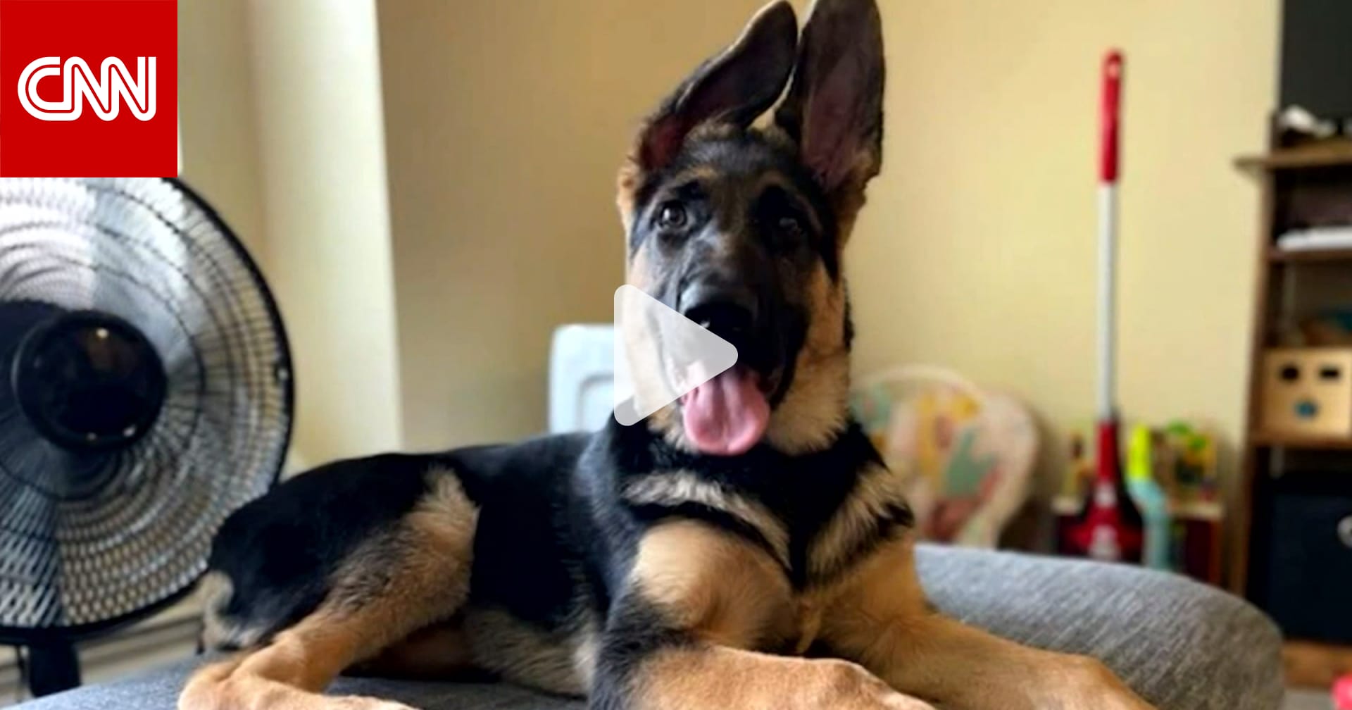 شاهد.. لن تصدق ما فعلته هذه المرأة لإنقاذ حياة كلبها عندما عجزت عن دفع  فاتورة طبيبه البيطري