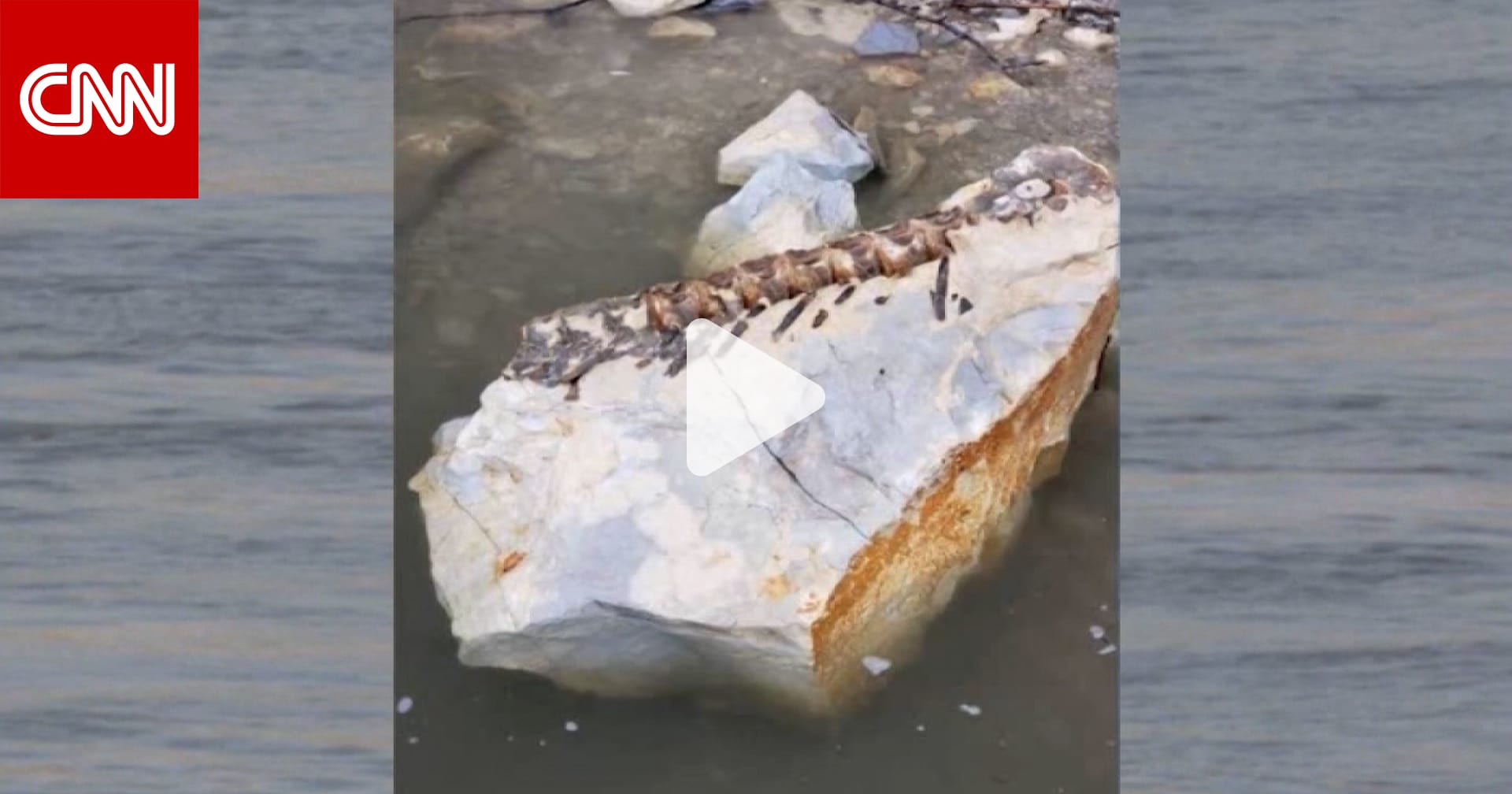 محض صدفة رجل يصطاد سمكة عمرها 90 مليون سنة Cnn Arabic