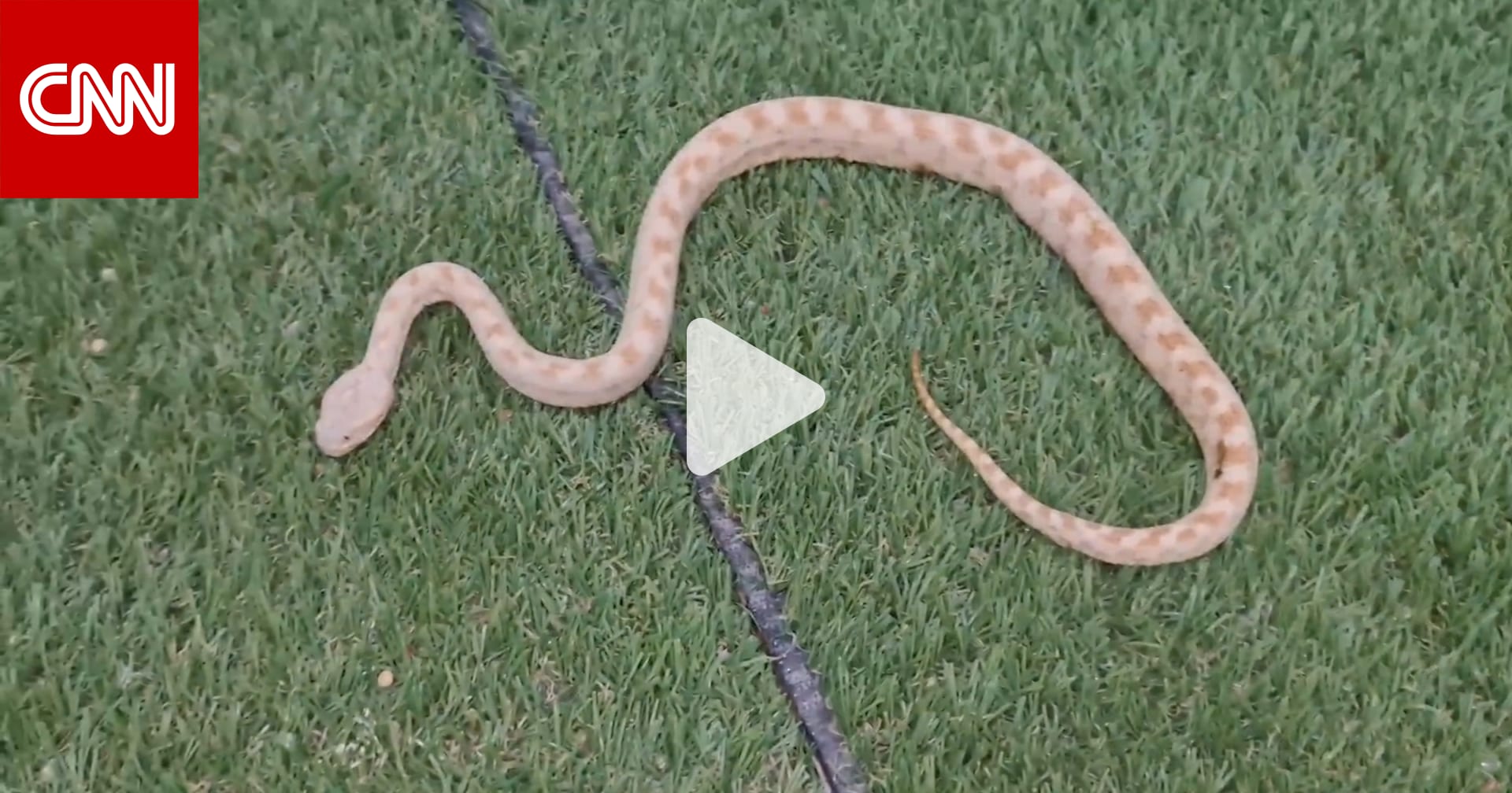 What happens when a cobra encounters different types of venomous snakes?