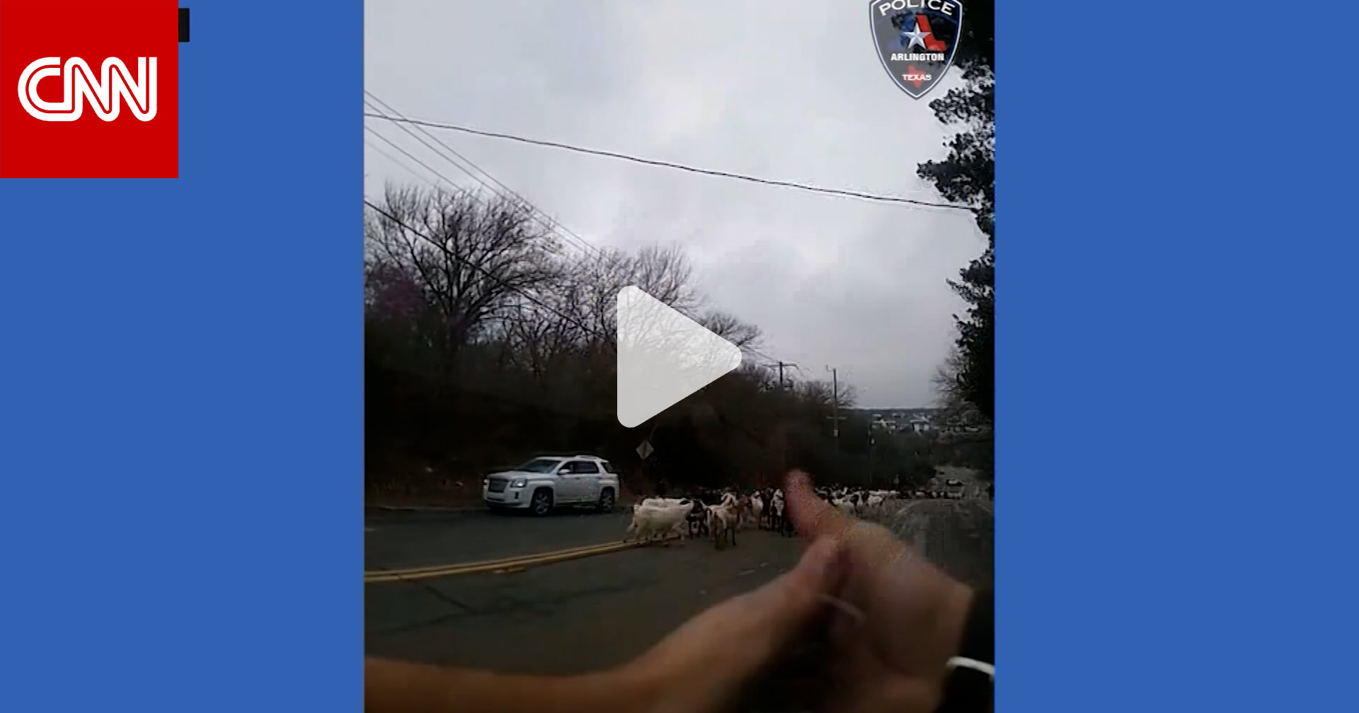 تحول الضباط إلى رعاة.. كاميرا ترصد لحظات طريفة لشرطة تلاحق قطيعًا من الماعز
