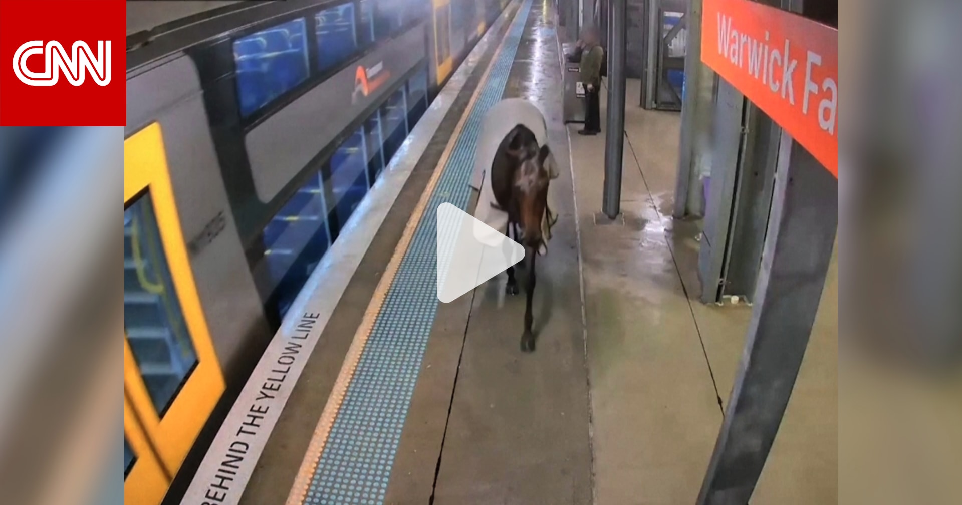 انتهت مغامرته دون أن يركب القطار.. شاهد لحظة دخول حصان هارب محطة مترو أنفاق