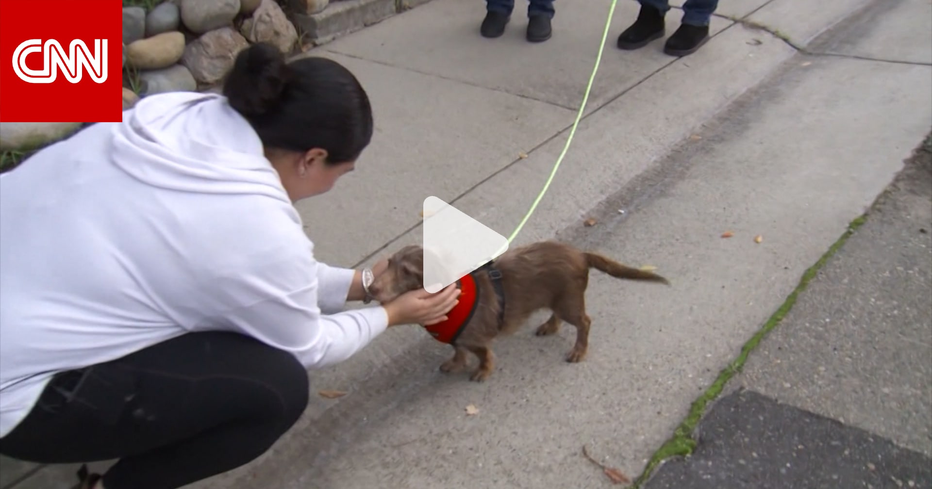 كلب مفقود يعود إلى منزله بعد 5 سنوات 