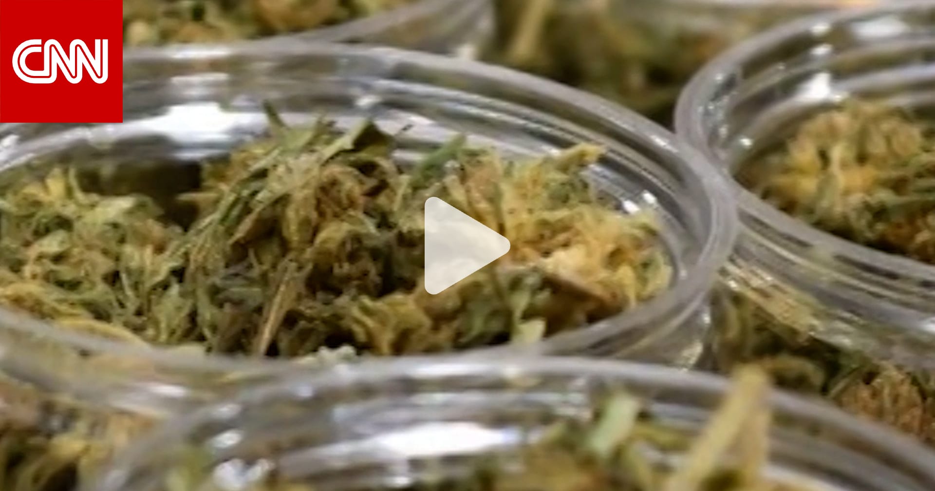 ترامب يتخذ خطوات لإعادة تصنيف الماريغوانا 