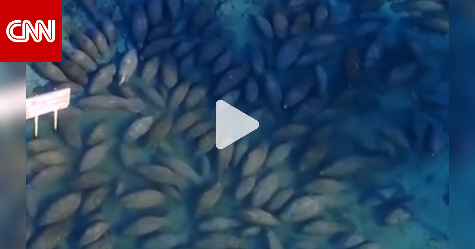 تُعرف بـ"العمالقة اللطيفة".. مئات خراف البحر تتجمع في ينابيع دافئة بفلوريدا 