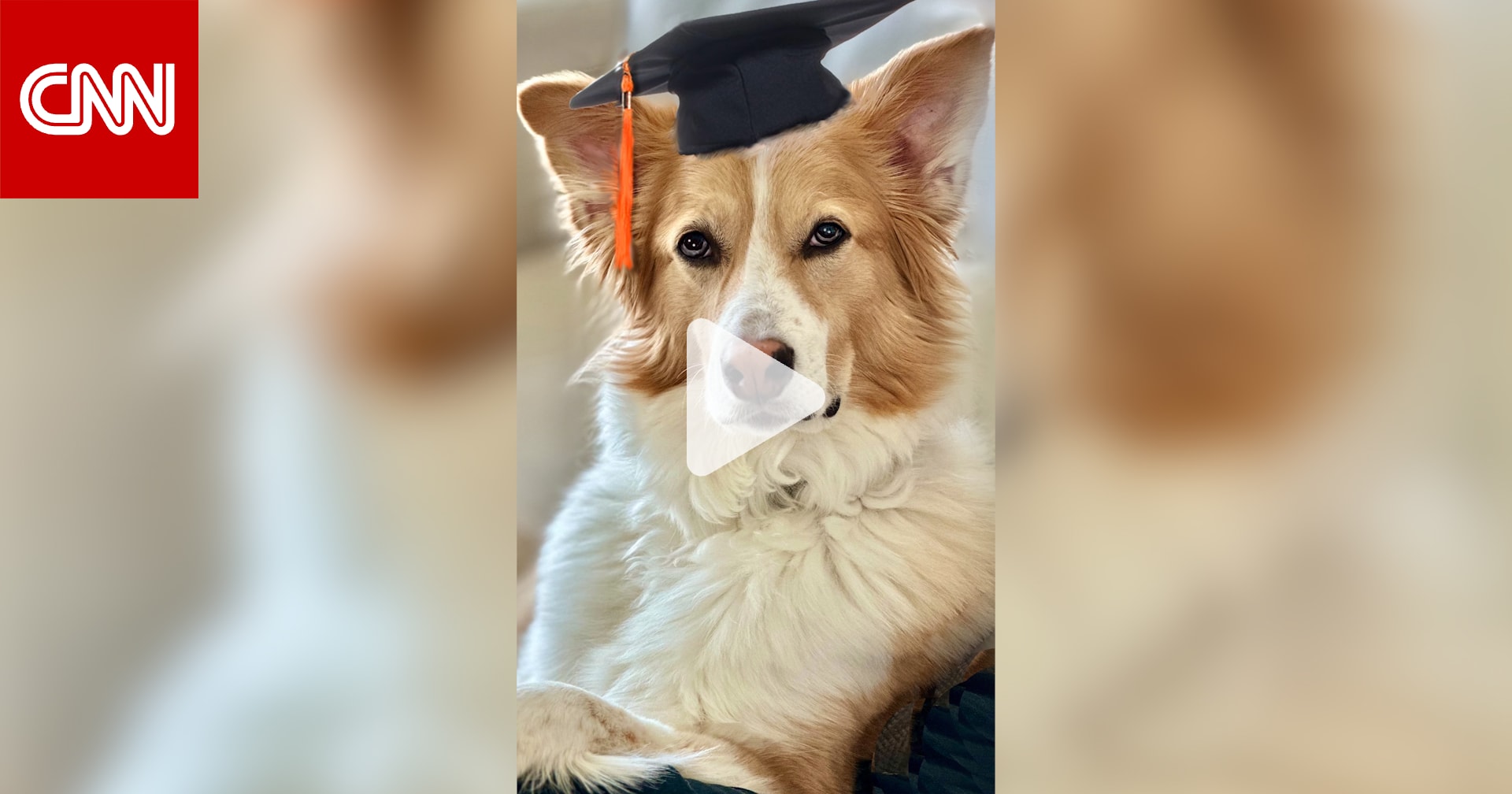 "يتعلّم بمجرد الاستماع للبشر".. هل ينصت كلبك لأحاديثك حتى لو لم تُوجَّه إليه؟ 