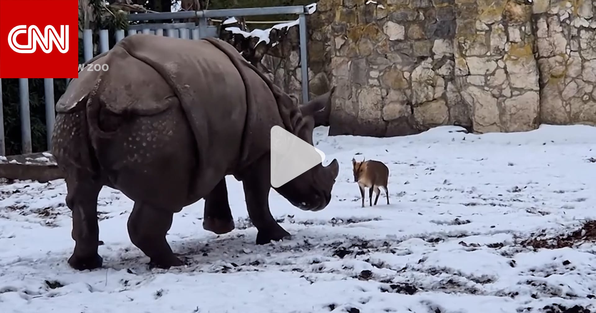 جرأة لا تصدق.. غزال يتشاجر مع وحيد قرن رغم فارق الحجم الهائل بمشهد مذهل 