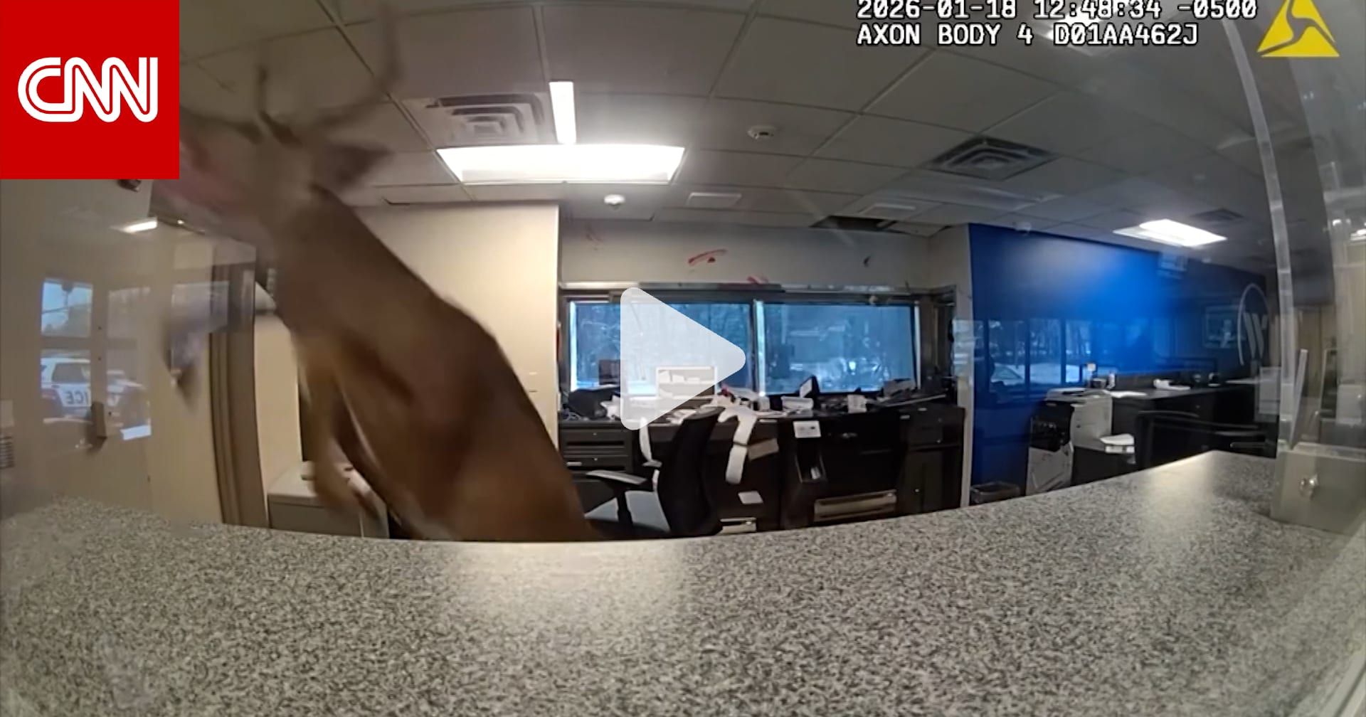 الشرطة الأمريكية تستجيب لبلاغ سرقة في بنك.. لتُصدم بغزال اقتحم المكان وأحدث فوضى عارمة 