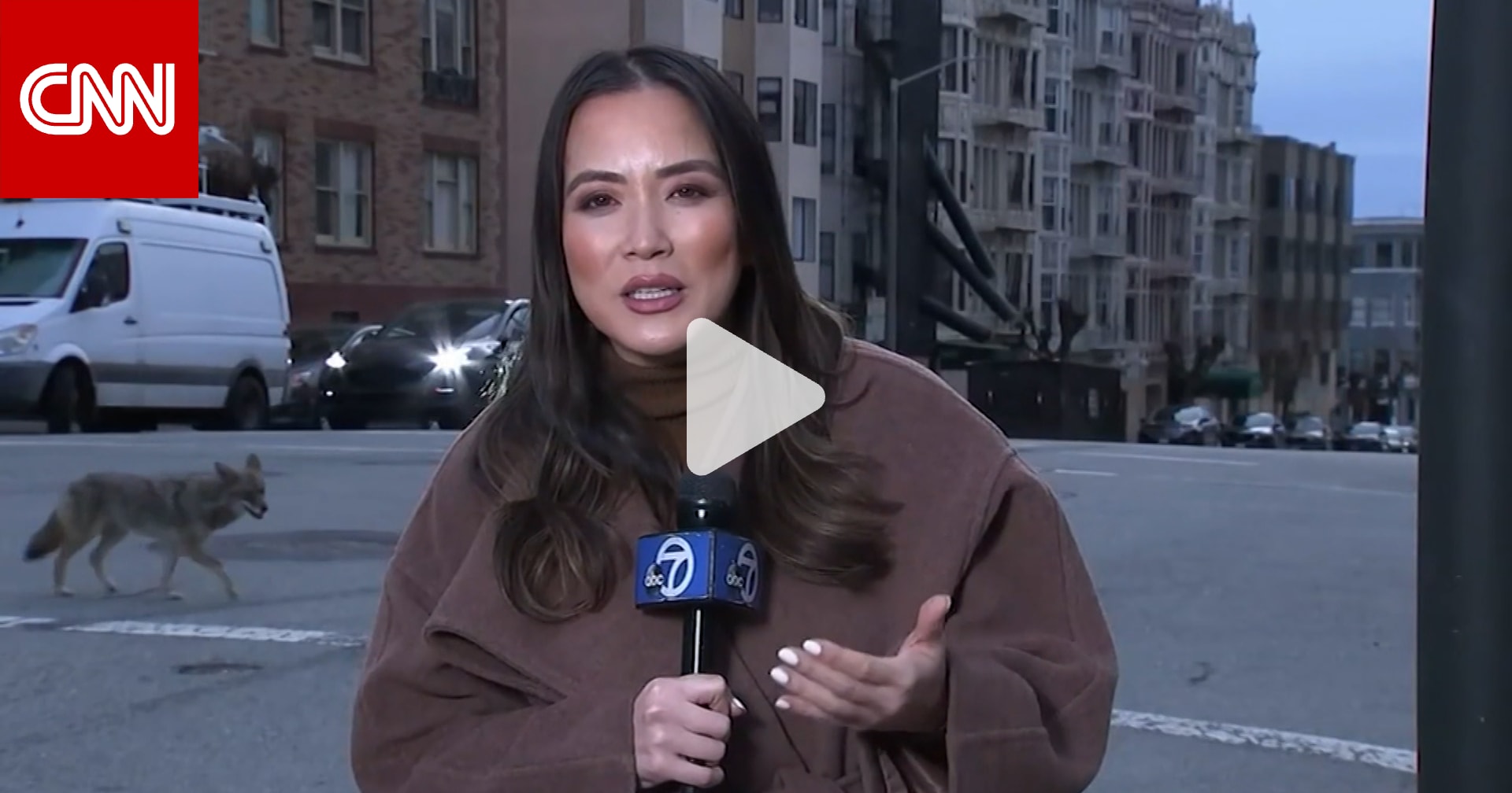 ذئب يفاجىء مراسلة أمام الكاميرا.. وممرضة وجهًا لوجه مع أسد في كاليفورنيا 