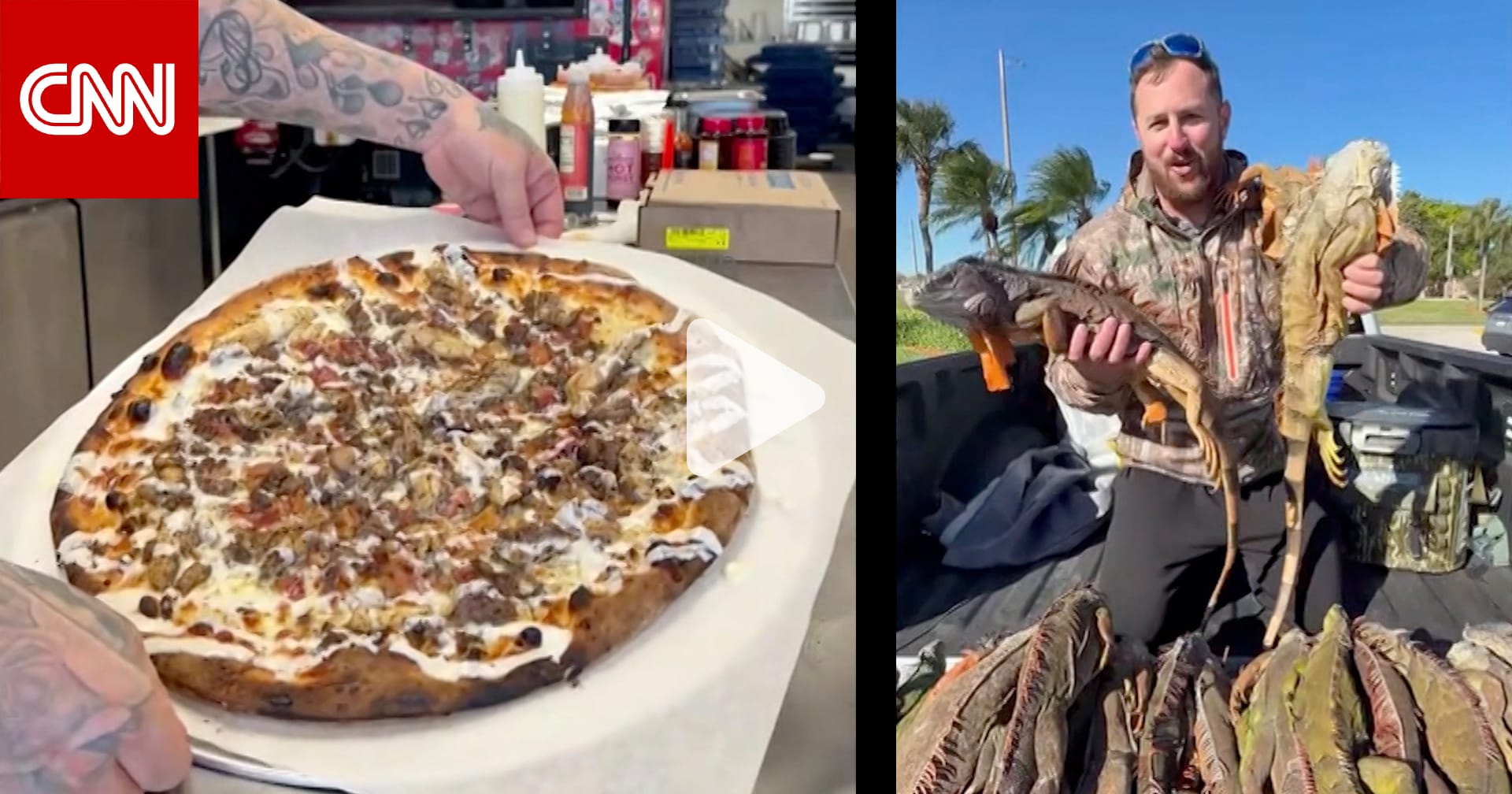 بيتزا سحلية الإغوانا تحقق رواجًا كبيرًا وتجذب الملايين إلى مطعم أمريكي 