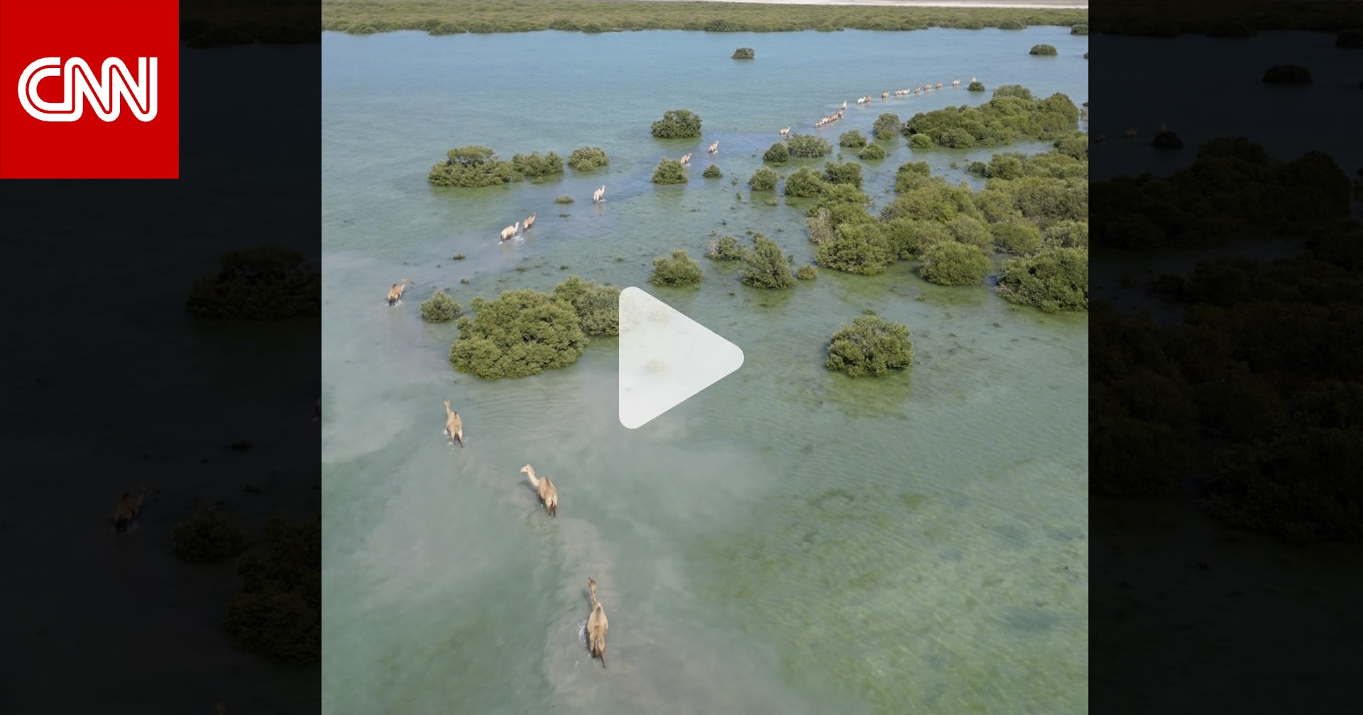 إماراتية توثق مشهدًا غير مألوف لمجموعة من الإبل تمشي في مياه البحر بأم القيوين 