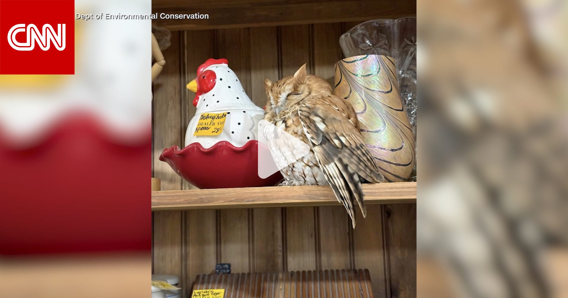 بدت وكأنها إحدى التحف القديمة.. متسوّقون يرصدون بومة نائمة على رف متجر 