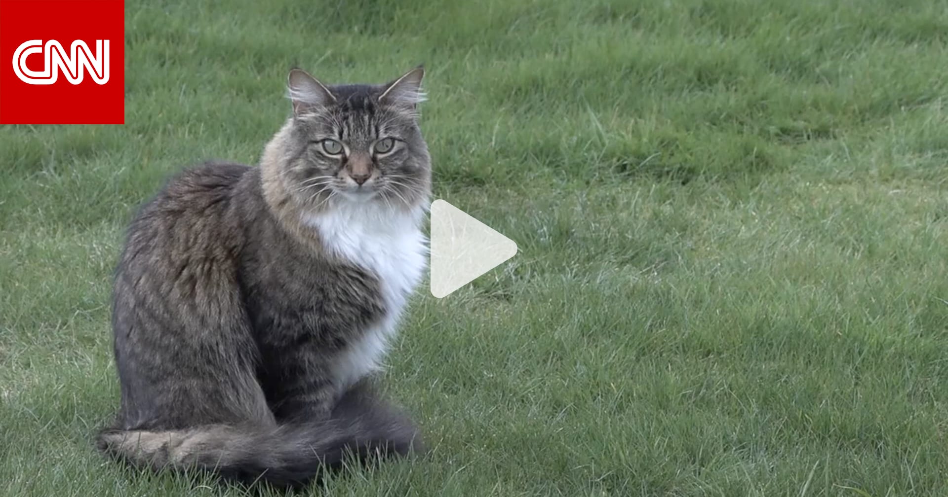 قط ظريف يعبر حدود دولتين يوميًا بلا اكتراث للقوانين الدولية 