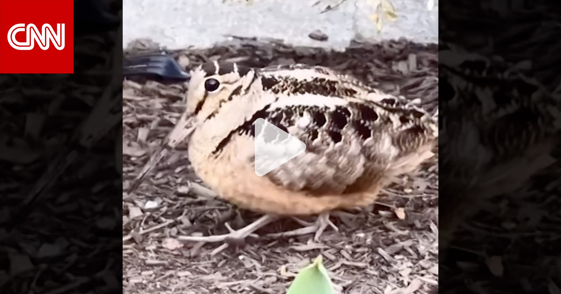 تَبَخْتُر ورقصة فريدة.. الشنقب الأمريكي يخطف الأنظار في نيويورك 