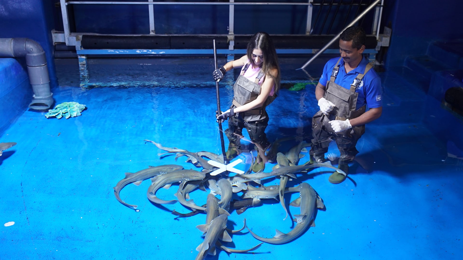 تجربة تدريب وإطعام أسماك القرش في دبي مول