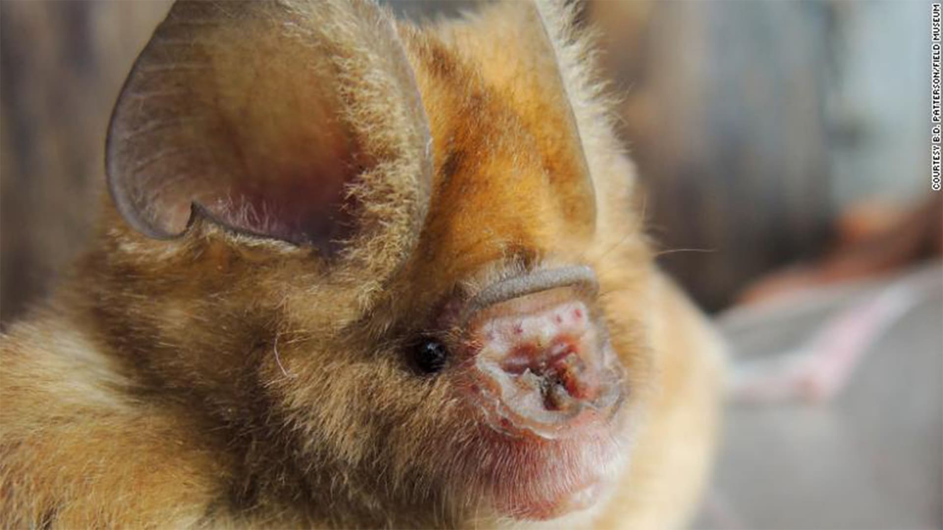 لماذا اللوم على الخفافيش في نشر فيروس كورونا؟.. البشر هم السبب
