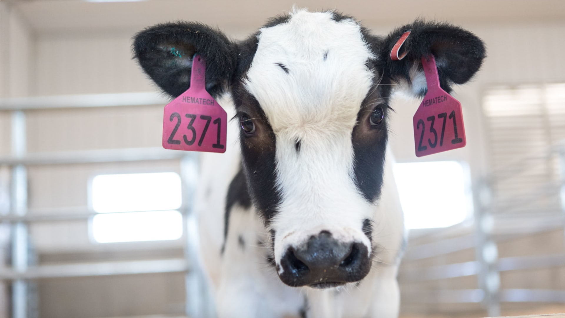 باحثون يستخدمون الأبقار لتطوير علاج لفيروس كورونا بالأجسام المضادة