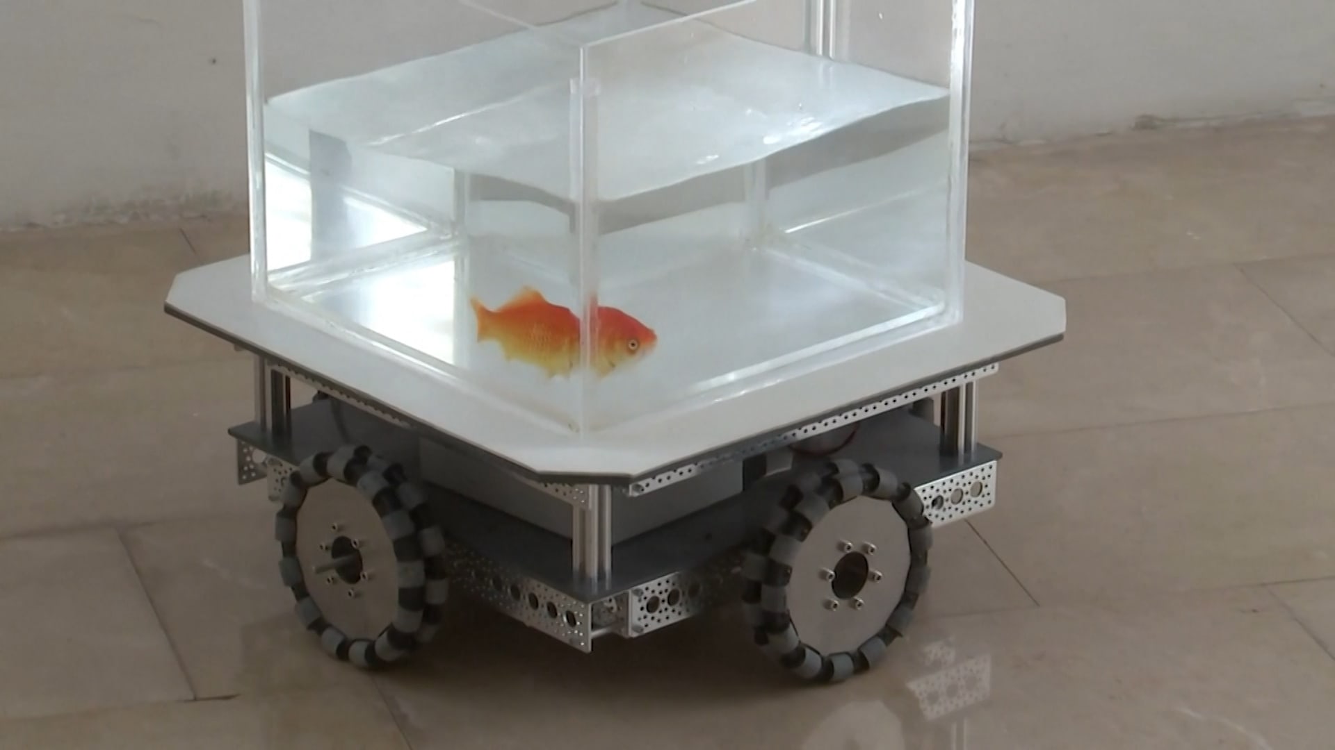 باحثون يعلّمون سمكة ذهبية كيفية قيادة مركبة.. شاهد قدراتها