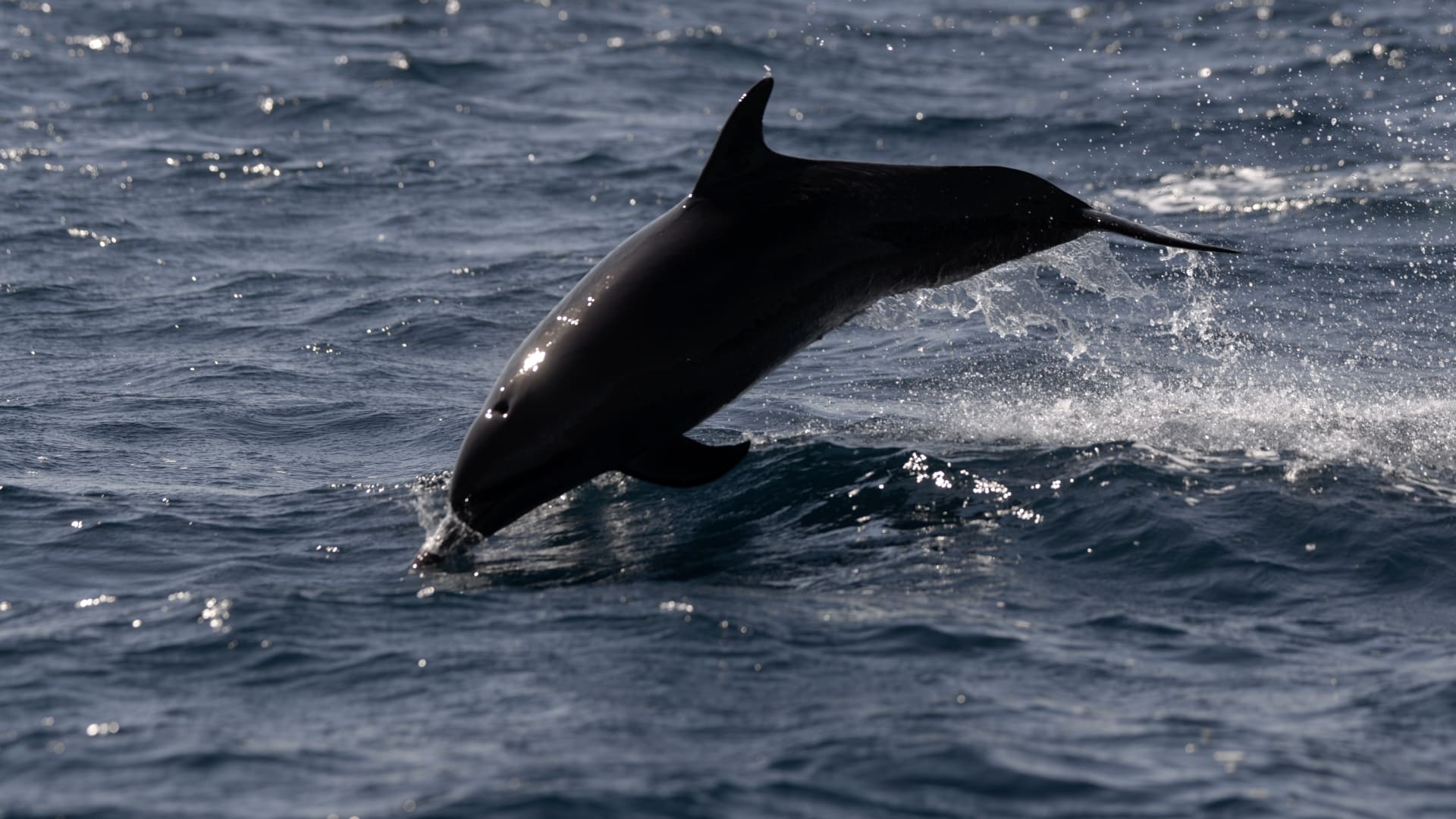 دلفين يحمي أمريكية من سمكة قرش تسبح بقربها بطريقة مفاجئة