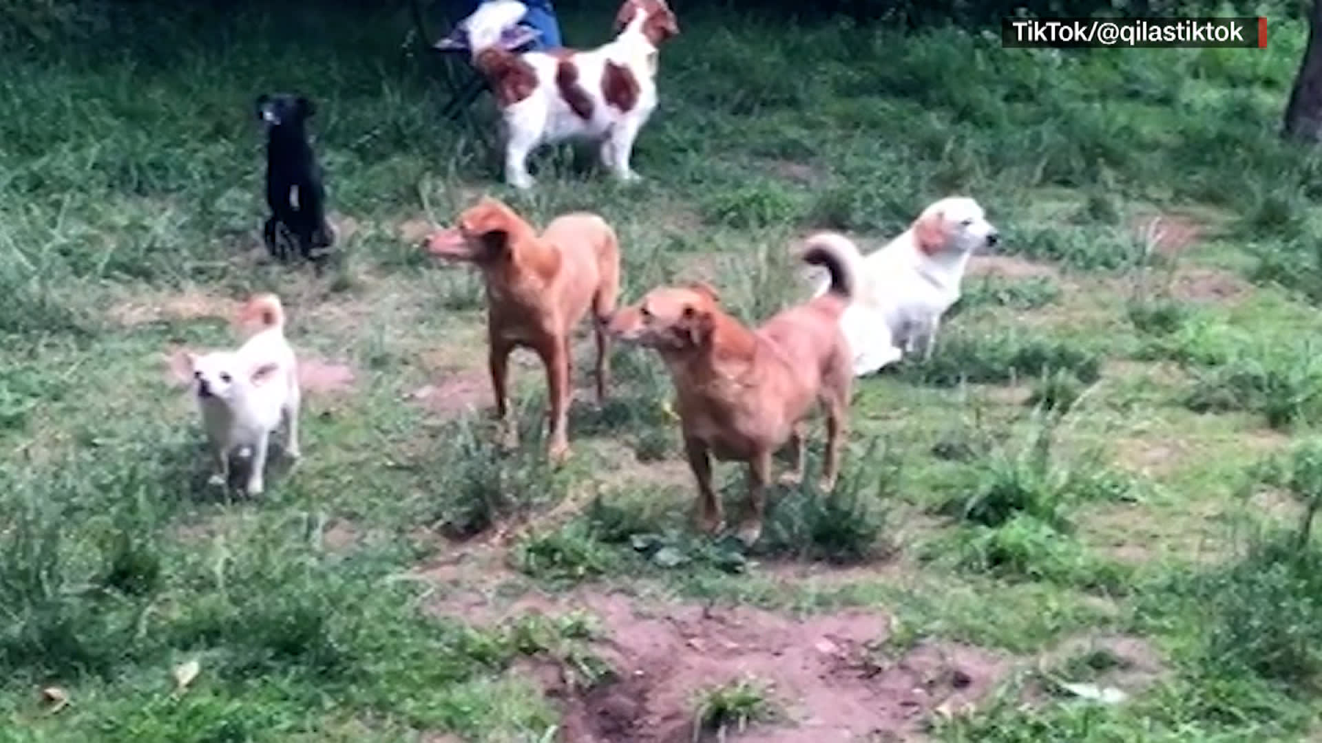 تحنطوا مكانهم.. فيديو للقاء دام ساعة كاملة بين كلاب انطوائية يلقى رواجًا كبيرًا