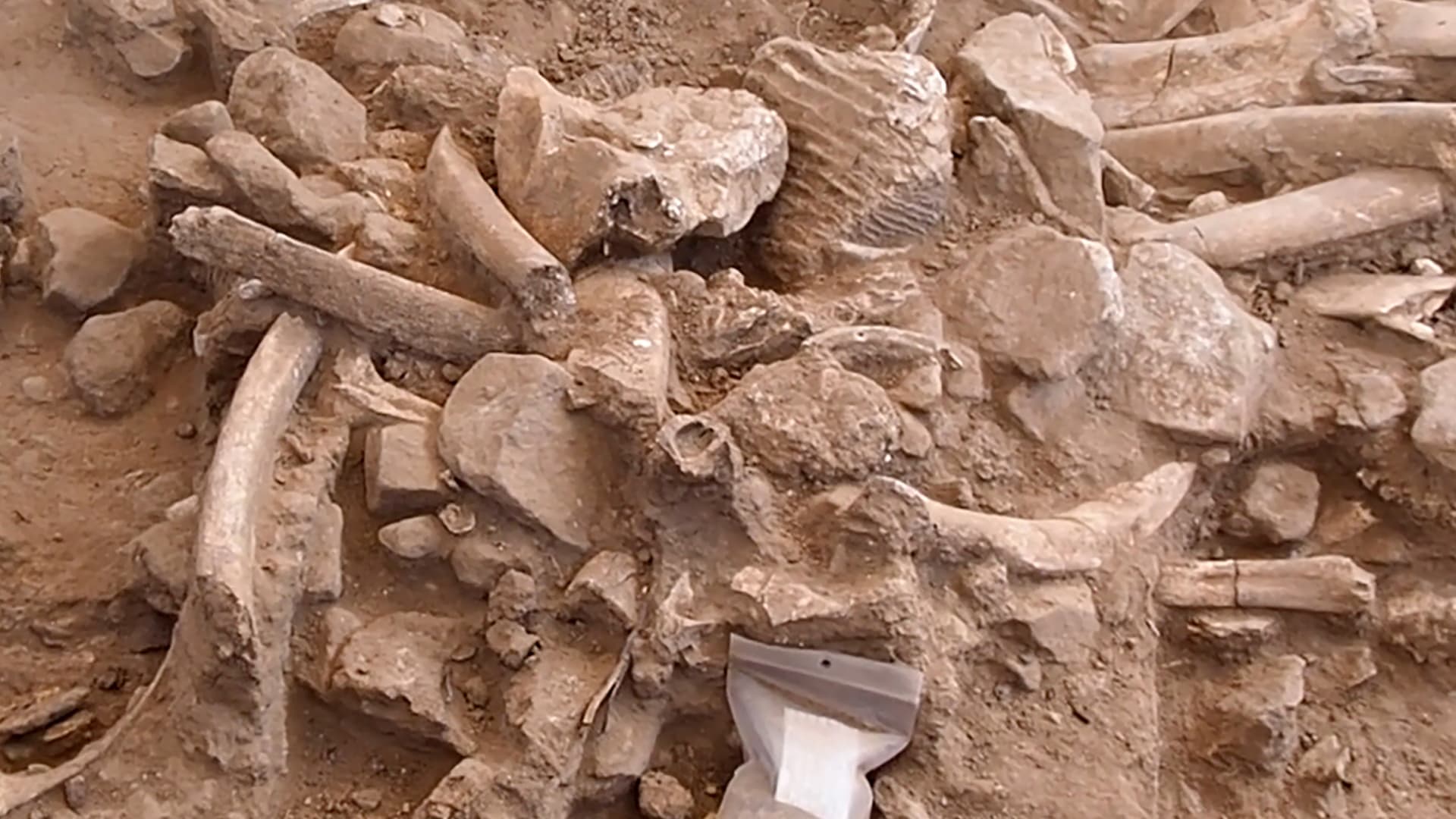 اكتشاف مذهل.. عمال منجم ذهب في كندا يعثرون على ماموث رضيع محنط منذ 30 ألف عام
