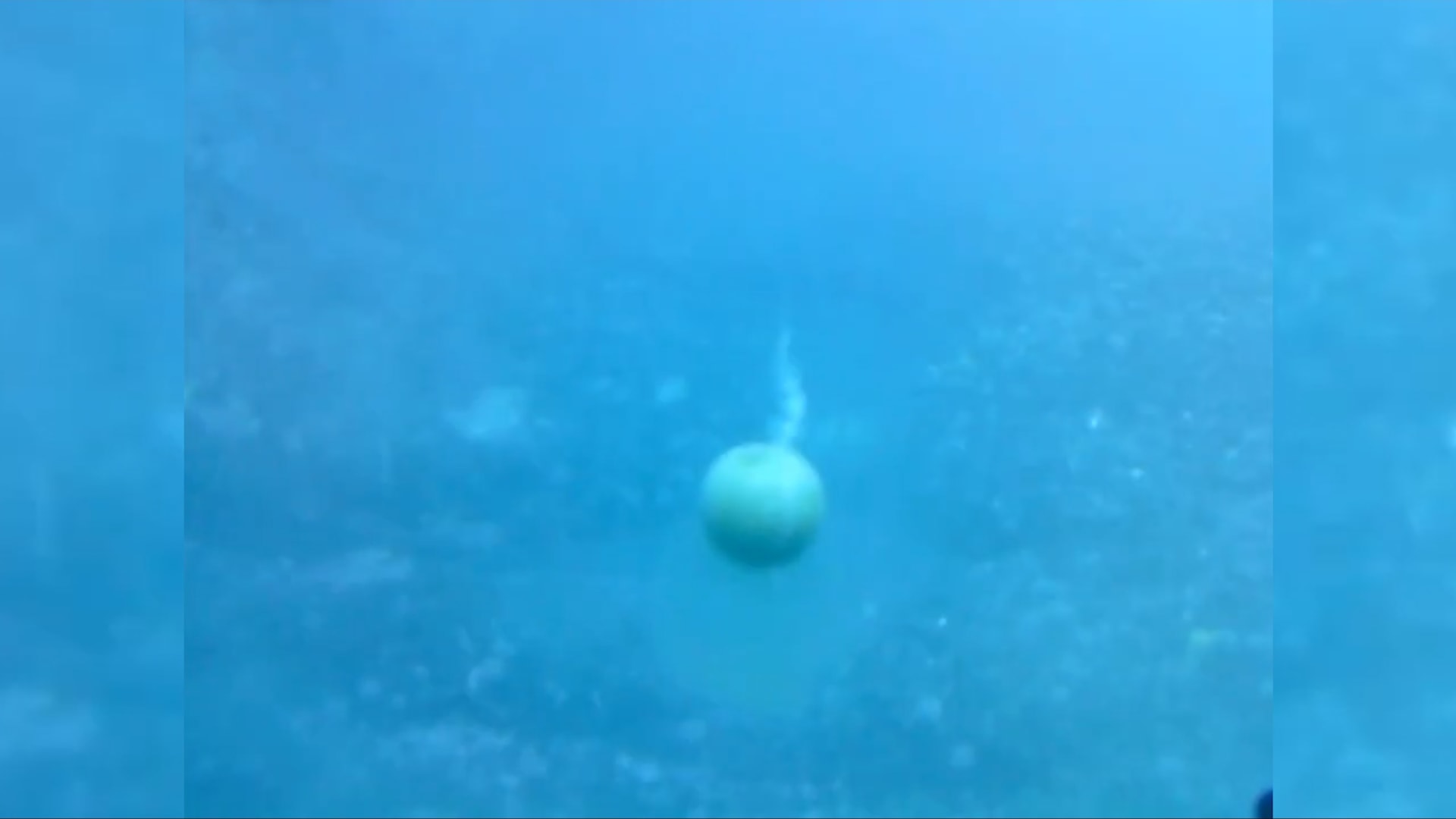 ماذا حصل عندما فقس هذا الغواص بيضة على عمق 30 مترًا تحت الماء؟