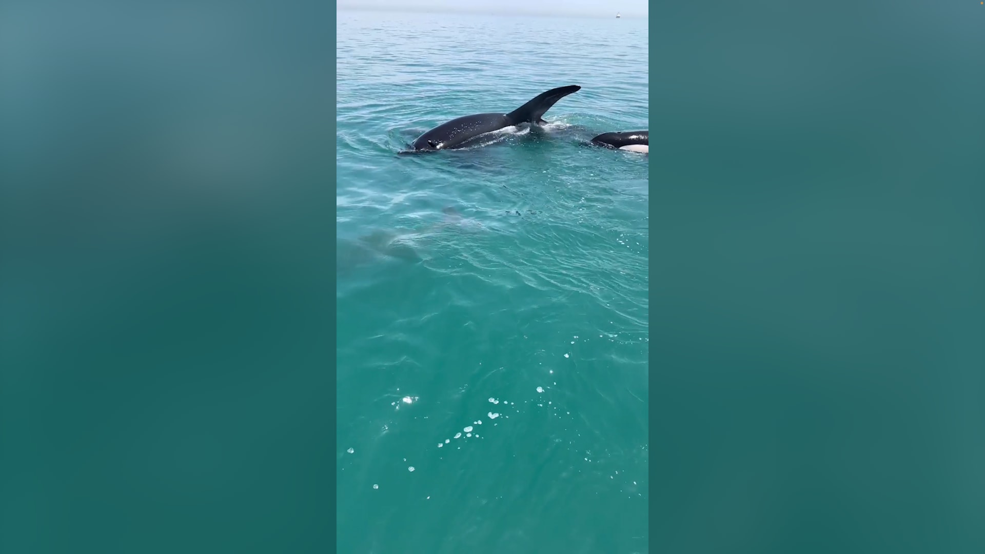 زوج من الحيتان القاتلة يهاجمان بقرة بحر وصغيرها على سواحل أبوظبي