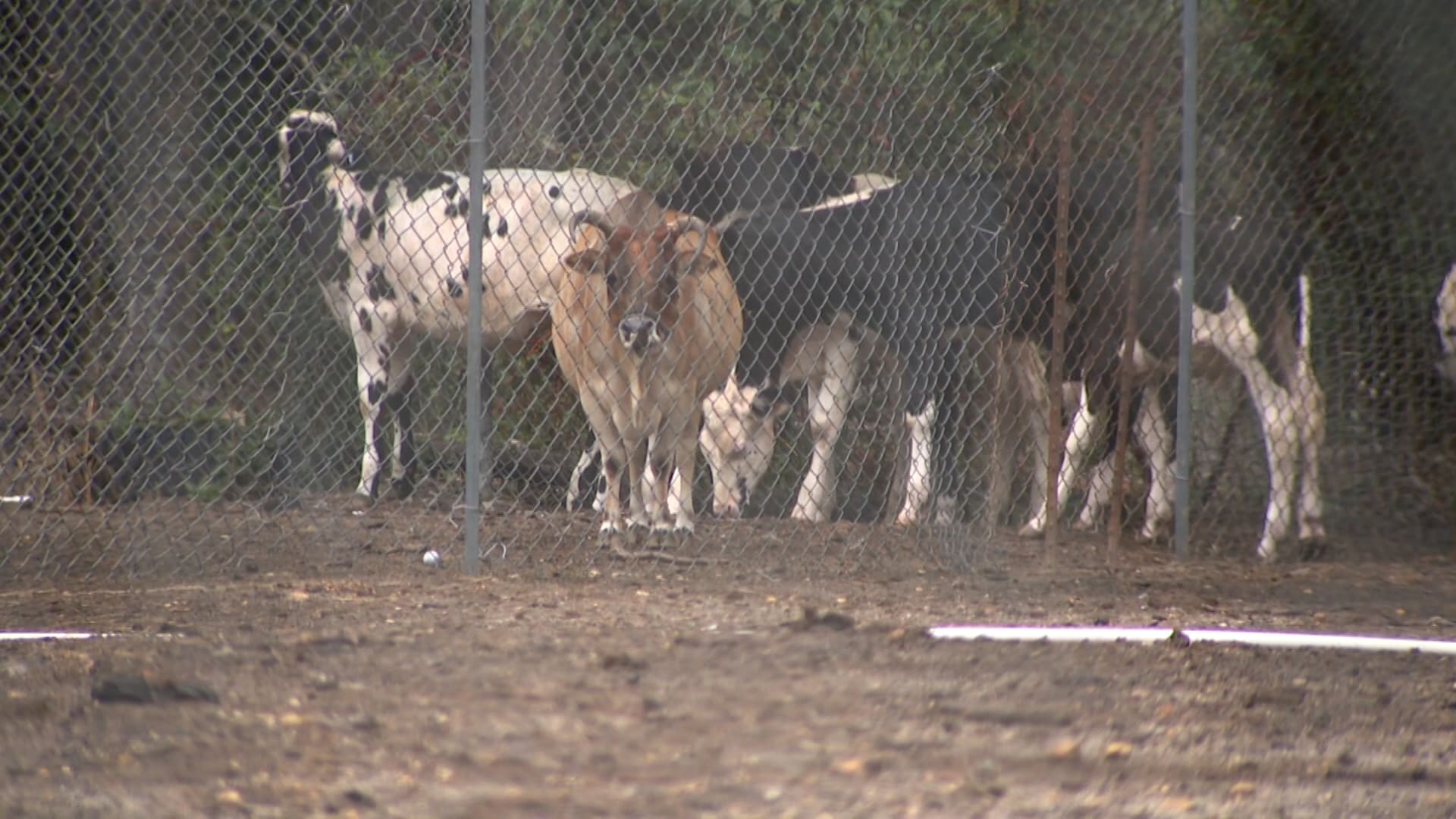 بعد اكتشاف أكثر من 200 حيوان ميت أو جائع.. رجل يواجه 90 تهمة تتعلق بالقسوة  على الحيوانات - CNN Arabic