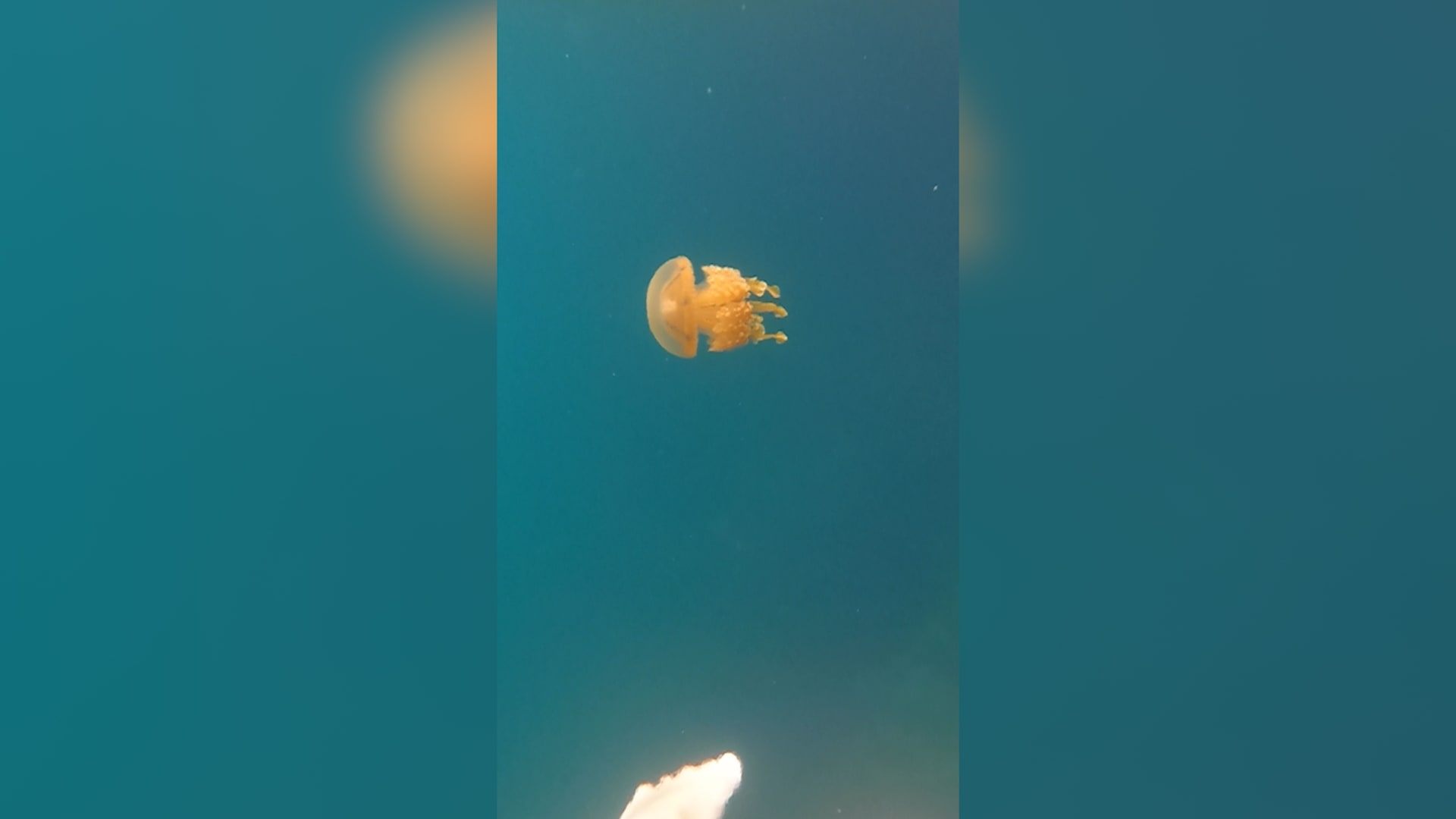 كاميرا توثق فوجًا من قناديل البحر يحيط بامرأة في الفلبين 1 كاميرا توثق فوجًا من قناديل البحر يحيط بامرأة في الفلبين