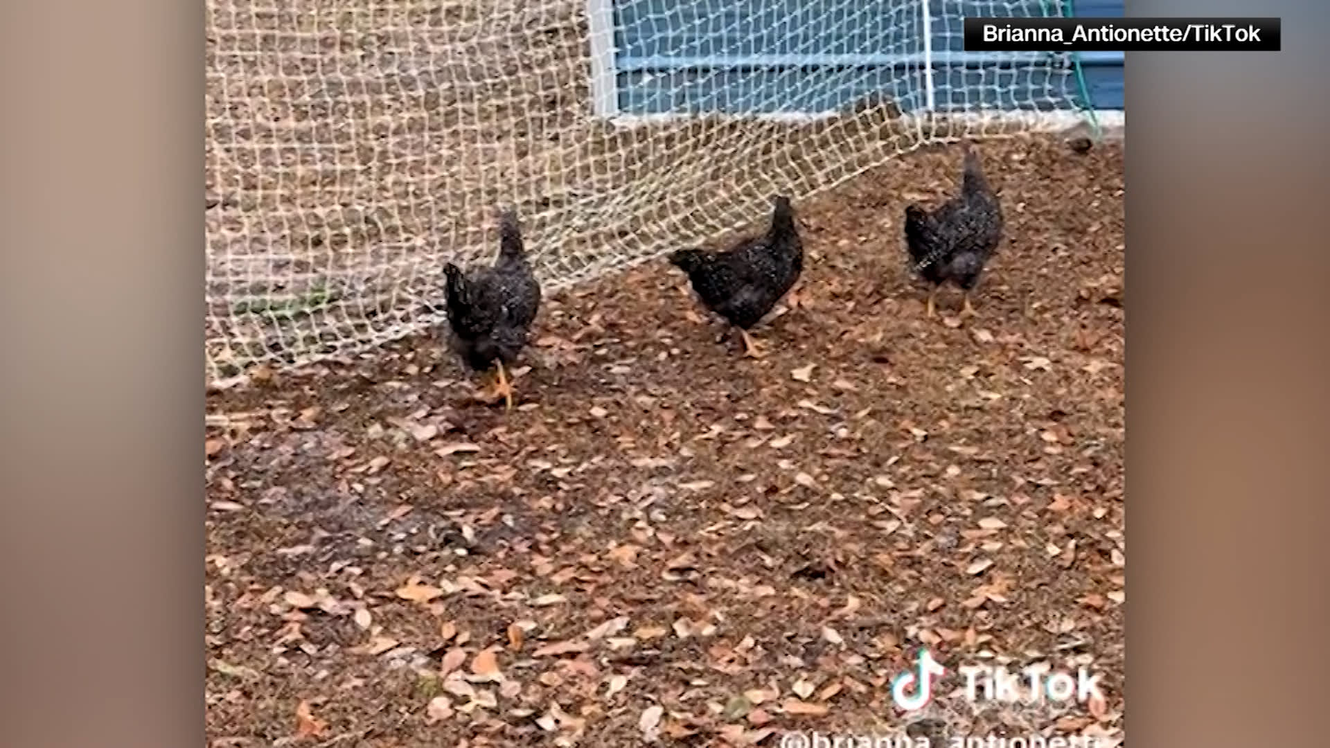 مشهد غريب وثقته كاميرا.. سيدة تفاجأ بتصرف 5 دجاجات تجمدن في آن واحد لدقيقتين 1 مشهد غريب وثقته كاميرا.. سيدة تفاجأ بتصرف 5 دجاجات تجمدن في آن واحد لدقيقتين