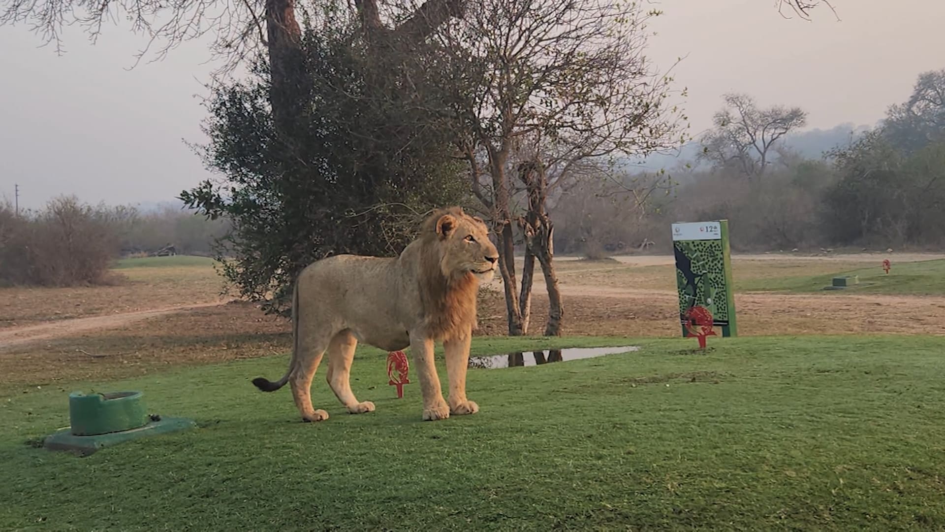 في جنوب أفريقيا.. ملعب غولف فريد يستقبل الأسود والزرافات والتماسيح 5 في جنوب أفريقيا.. ملعب غولف فريد يستقبل الأسود والزرافات والتماسيح