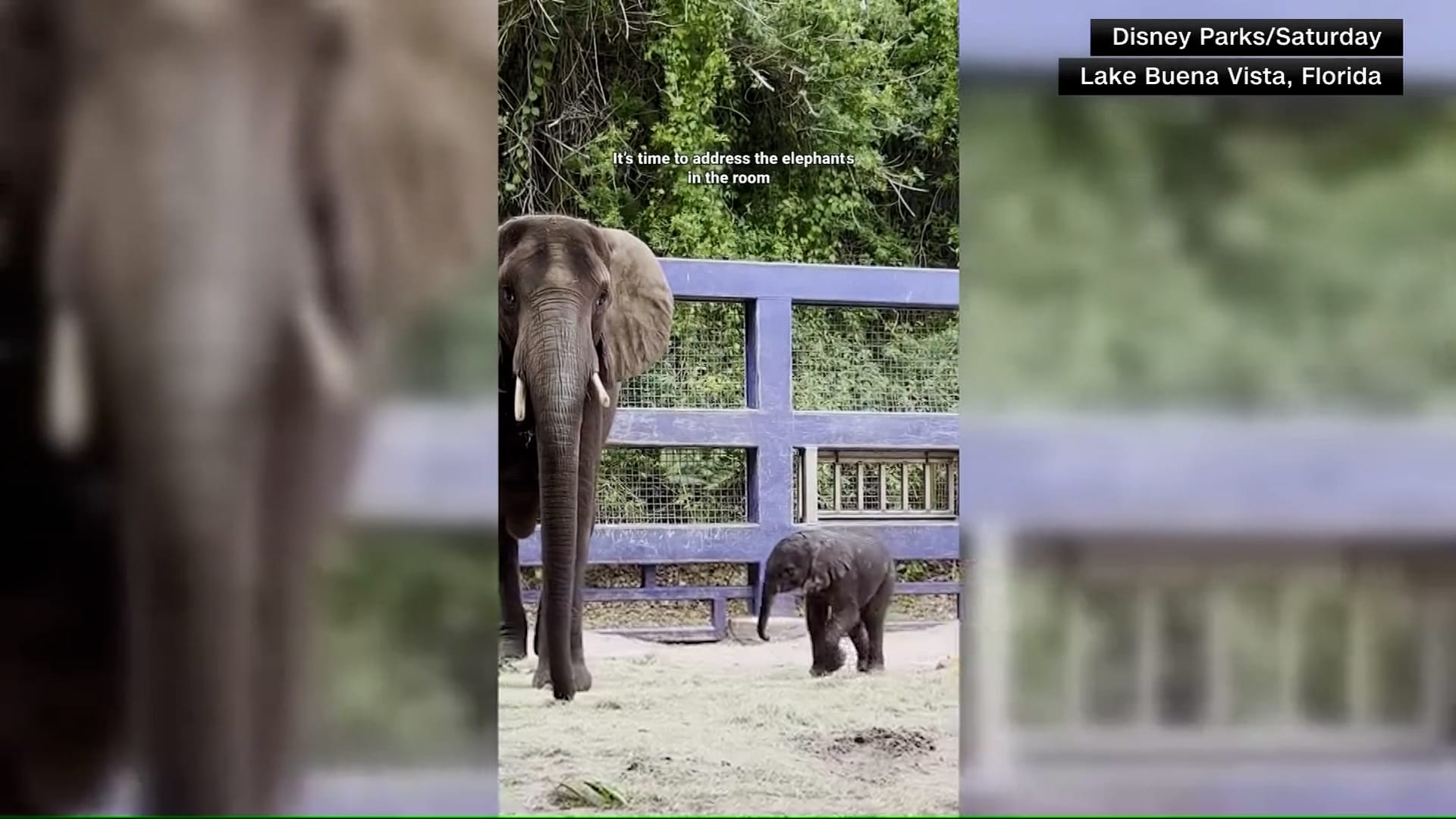 الأولى منذ 7 سنوات.. مملكة حيوانات ديزني تحتفل بولادة أنثى فيل إفريقي