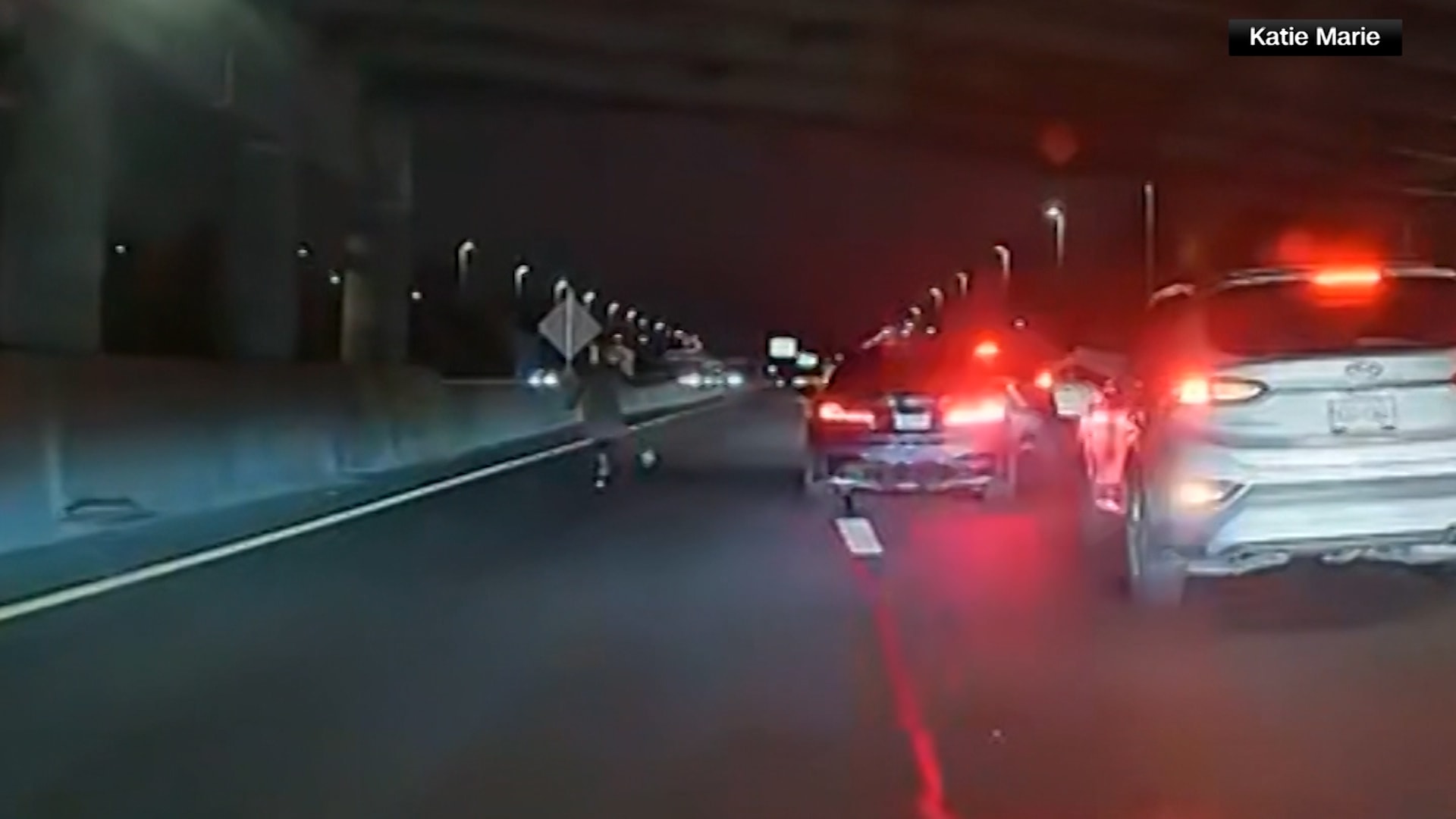 شكلوا طوقًا لحمايته.. شاهد مطاردة كلب شيواوا على طريق سريع لإنقاذه 1 شكلوا طوقًا لحمايته.. شاهد مطاردة كلب شيواوا على طريق سريع لإنقاذه