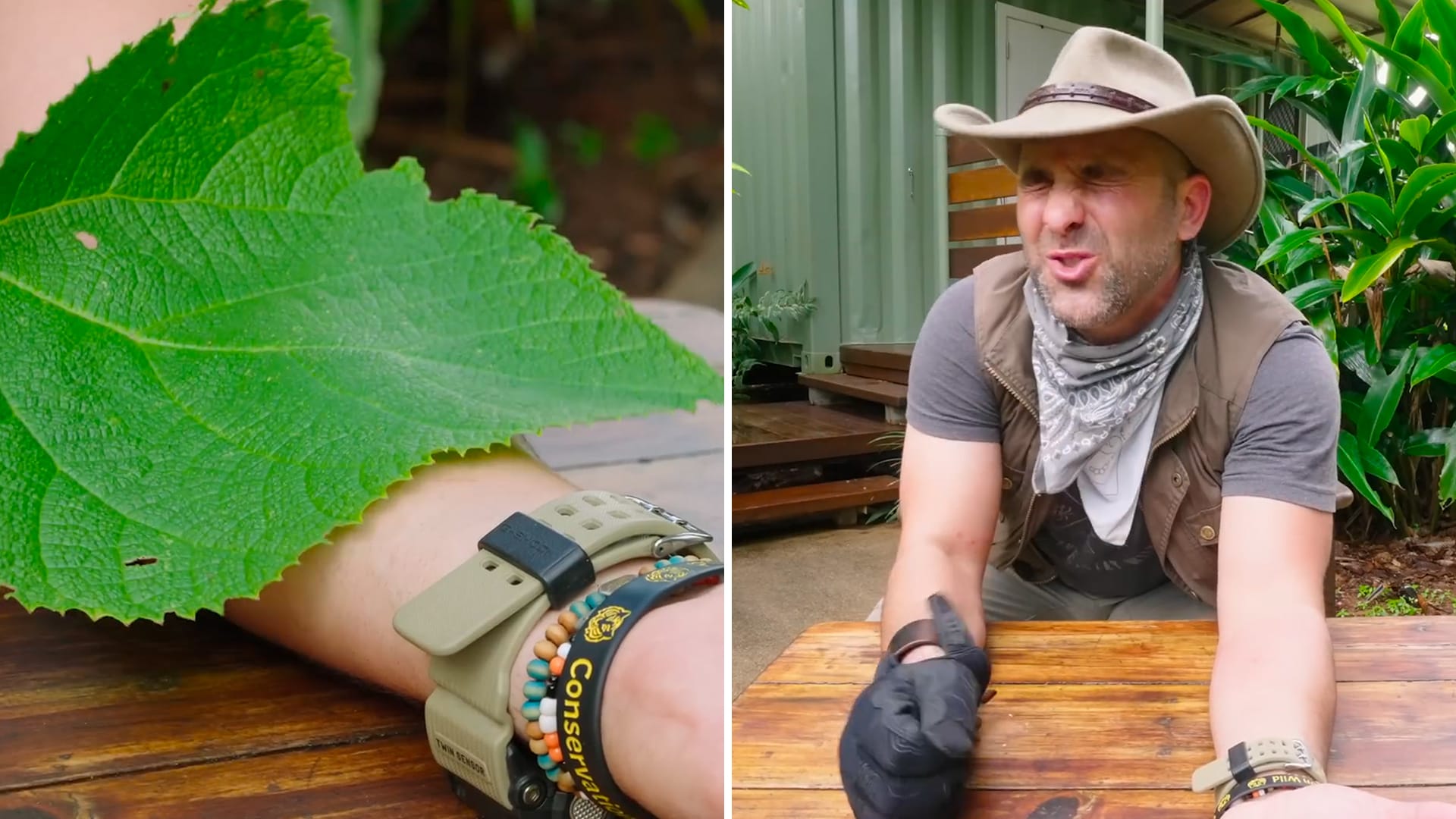 جميلة لكنها قاتلة.. شاهد ما حصل لأمريكي بمجرد لمسه "نبتة الانتحار" في أستراليا 2 جميلة لكنها قاتلة.. شاهد ما حصل لأمريكي بمجرد لمسه "نبتة الانتحار" في أستراليا