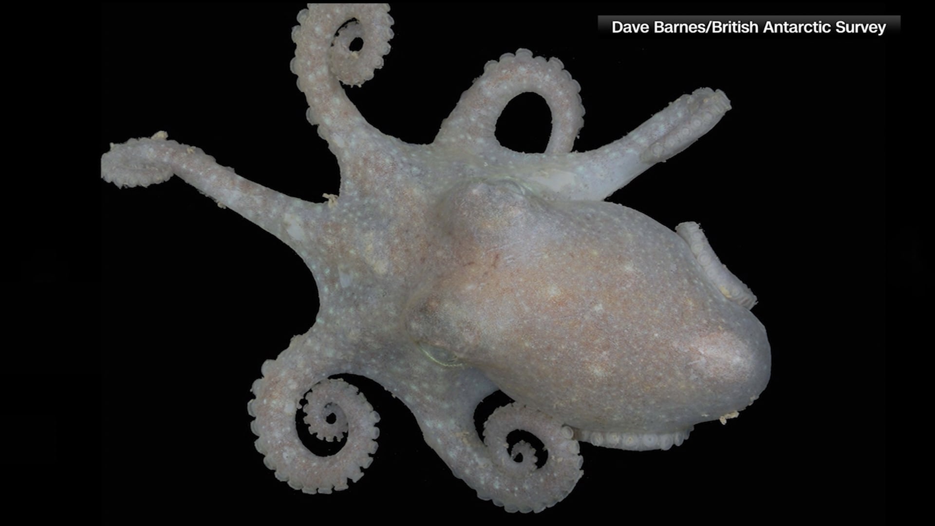 الحمض النووي لهذا الأخطبوط قد يكون مفتاح حل لغز ذوبان الجليد.. كيف؟