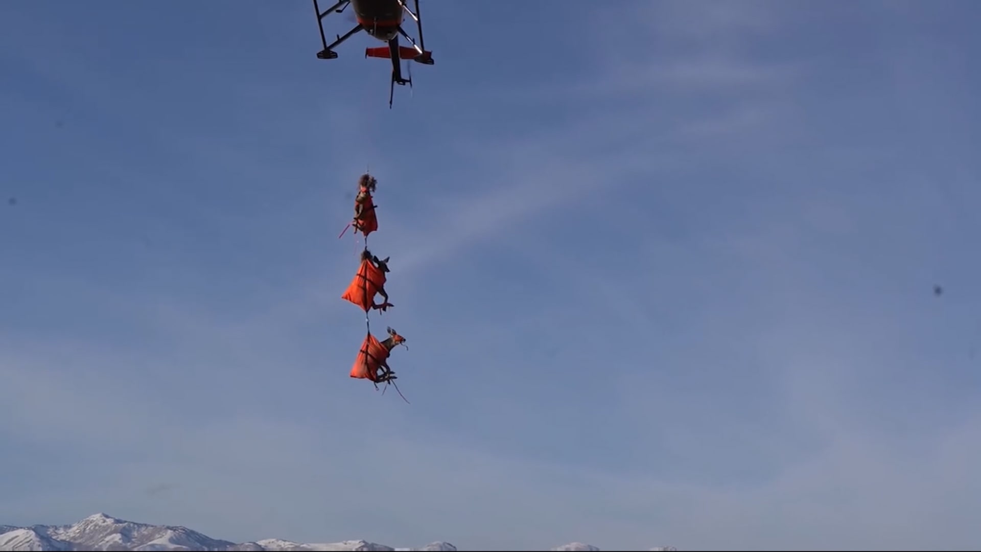 كاميرا ترصد غزلانًا "تحلق" فوق سماء أمريكا.. هل تنتمي لـ"سانتا كلوز"؟