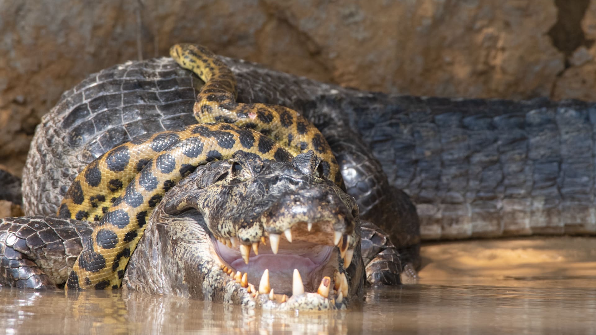برازيلي يوثق أفعى أناكوندا صفراء تعصر تمساحًا.. من ربح المعركة؟