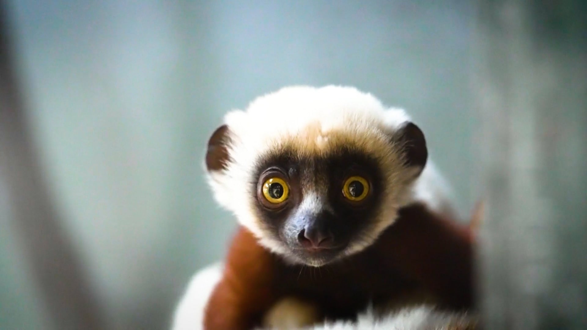 واحد من أندر قرود العالم.. ماذا نعرف عن حيوان "الليمور الراقص" هذا؟