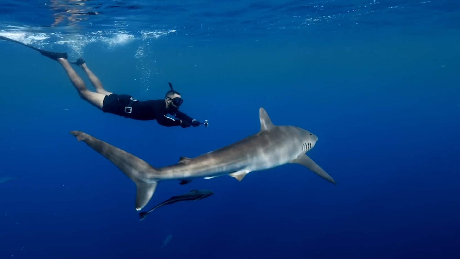 شاهد سعودي وسط أنواع مختلفة من أسماك القرش في المحيط الأطلسي