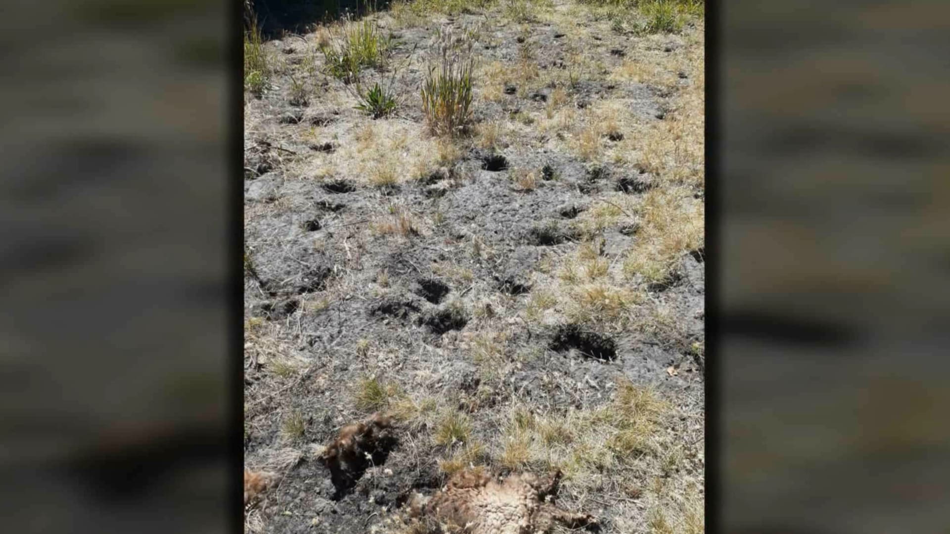 أرض جافة وحفر بكل مكان.. شاهد امرأة تفوز بمسابقة "أبشع حديقة في العالم" 3 أرض جافة وحفر بكل مكان.. شاهد امرأة تفوز بمسابقة "أبشع حديقة في العالم"