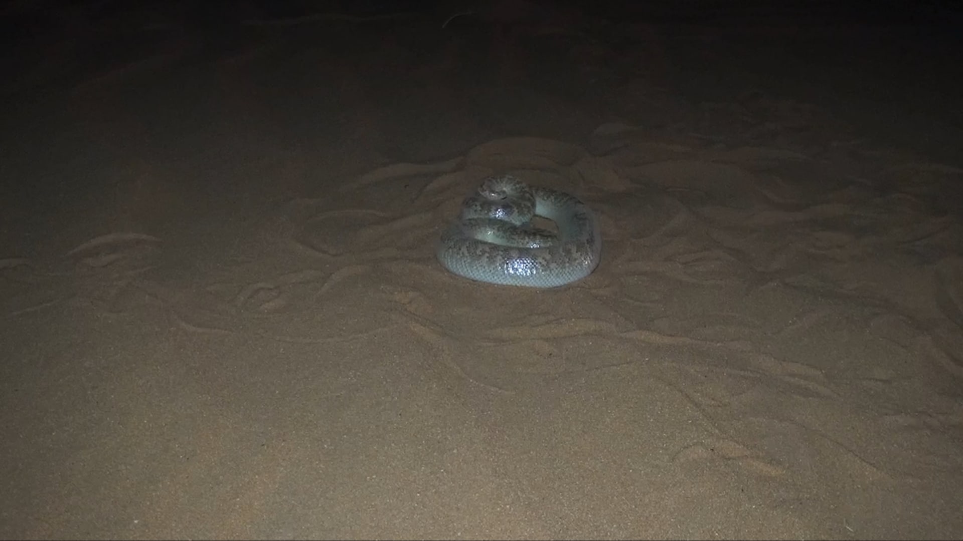 السعودية.. شاهد كيف يختفي الثعبان الدفان تحت الرمال أمام عينيك