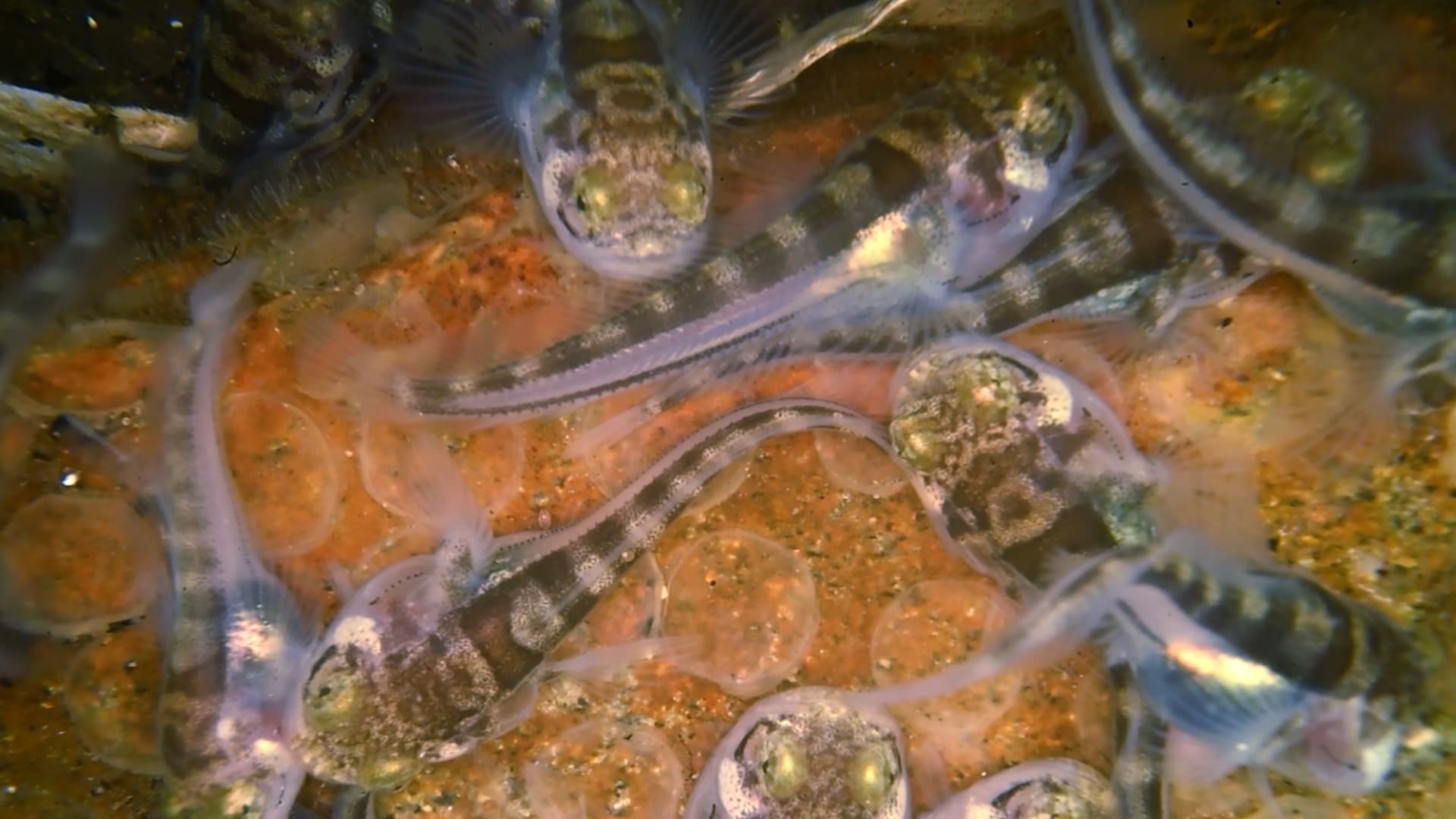 كأنّها تخرج من فيلم رعب..مصوّر يوثق أسماك صغيرة فقست للتو من بيوضها