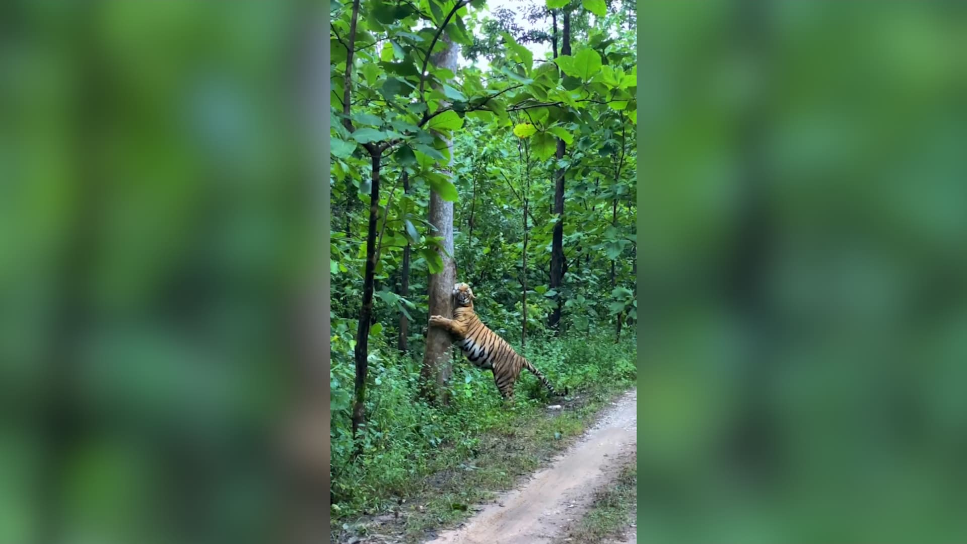 نمرٌ "يعانق" شجرة في الهند.. ومصوّر يوثّق المشهد الطريف 1 نمرٌ "يعانق" شجرة في الهند.. ومصوّر يوثّق المشهد الطريف
