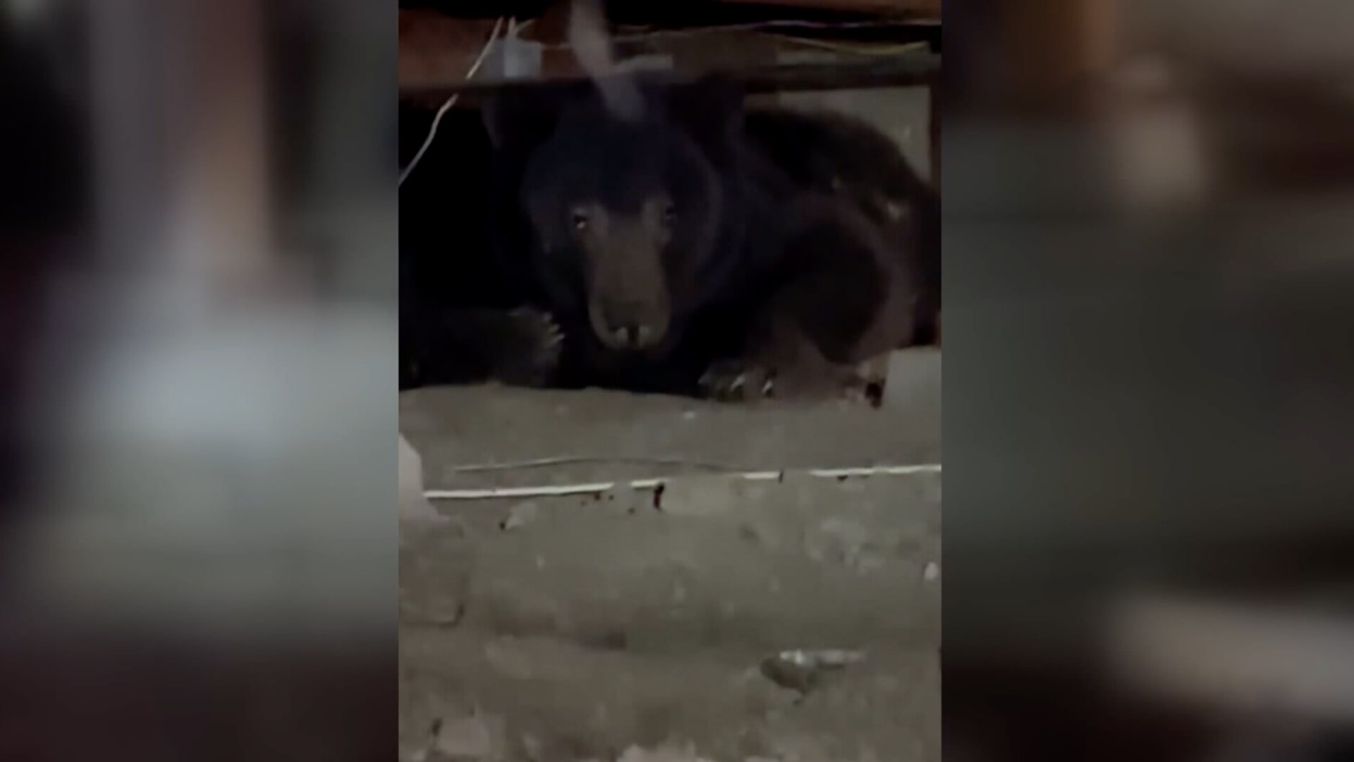 دب ضخم يفاجئ سيدة ويظهر بشكل مباغت تحت منزلها.. شاهد كيف "أبدعت" في دفعه إلى الخروج