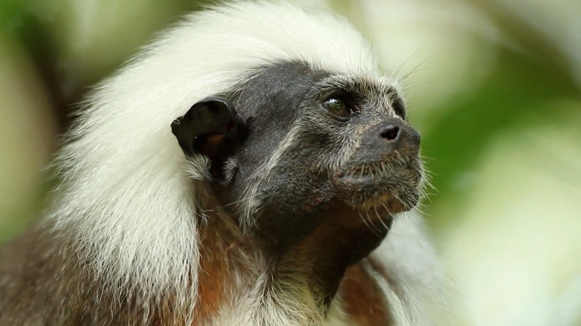 يتواجد في مكان وحيد على الأرض فقط..ما هو قرد الطمارين قطني الرأس؟ 1 يتواجد في مكان وحيد على الأرض فقط..ما هو قرد الطمارين قطني الرأس؟