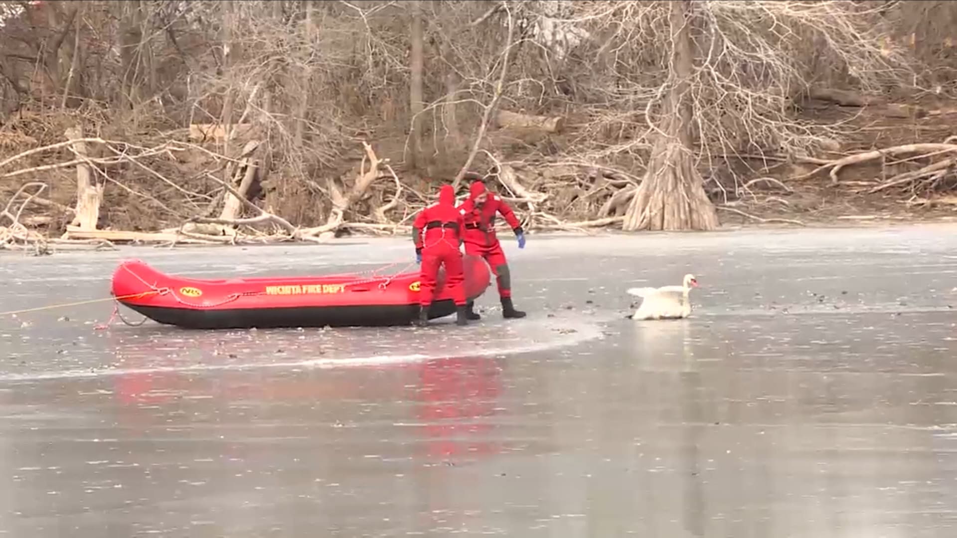 بجعة عالقة في بركة متجمدة تَمكَّن رجال الإطفاء من إنقاذها