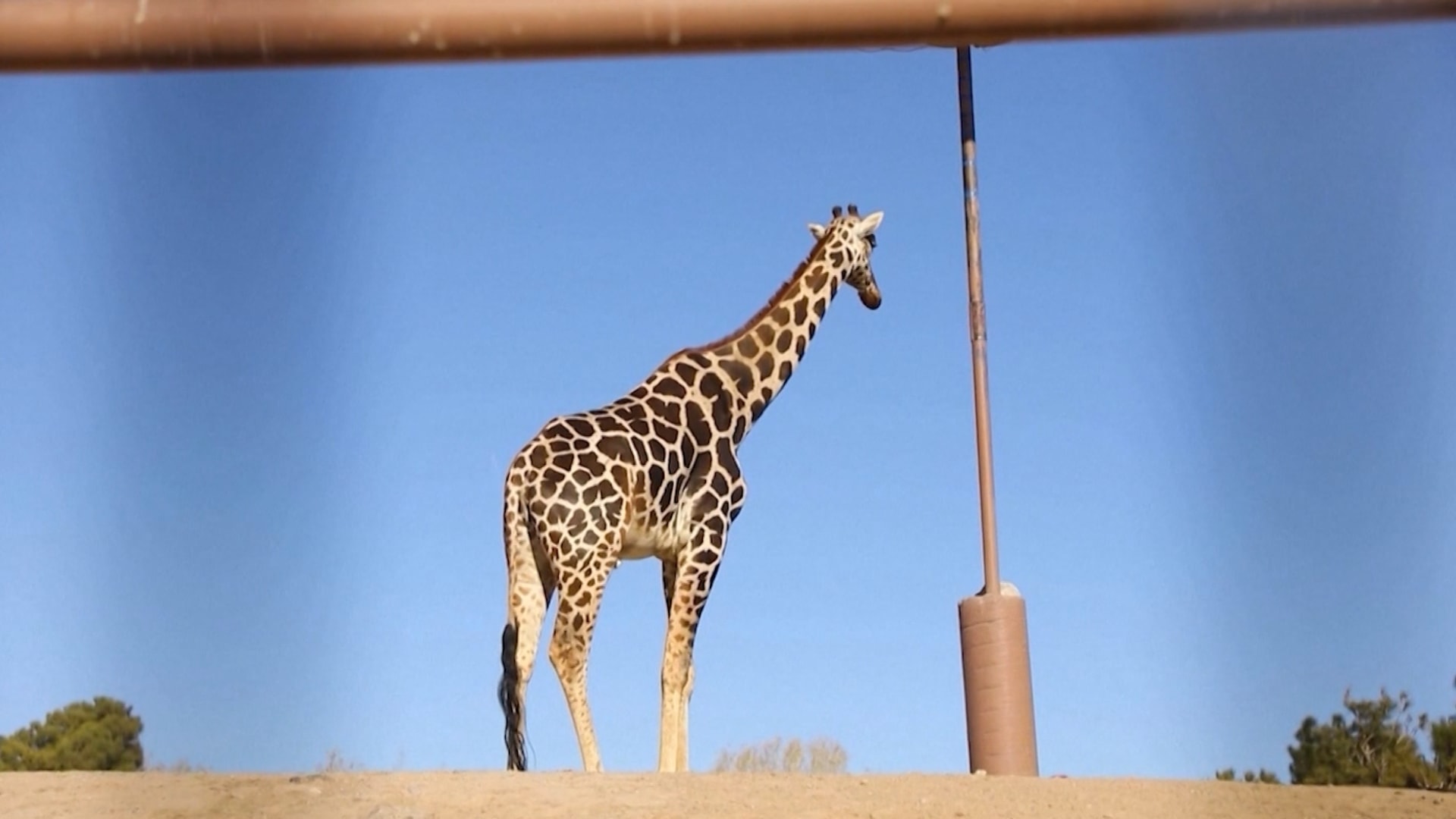 بعدما عاش وحيدًا في قفص صغير لأشهر.. ذكر زرافة على موعد مع الحرية